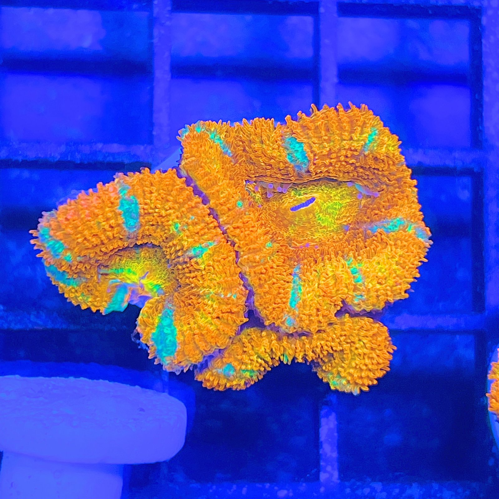 Acanthastrea Lordhowensis Ultra