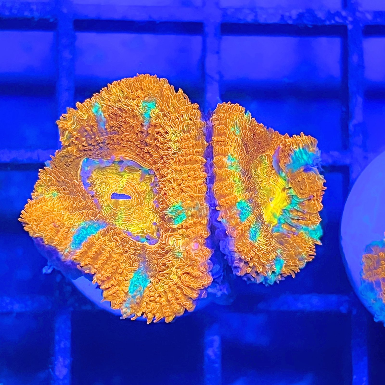 Acanthastrea Lordhowensis Ultra