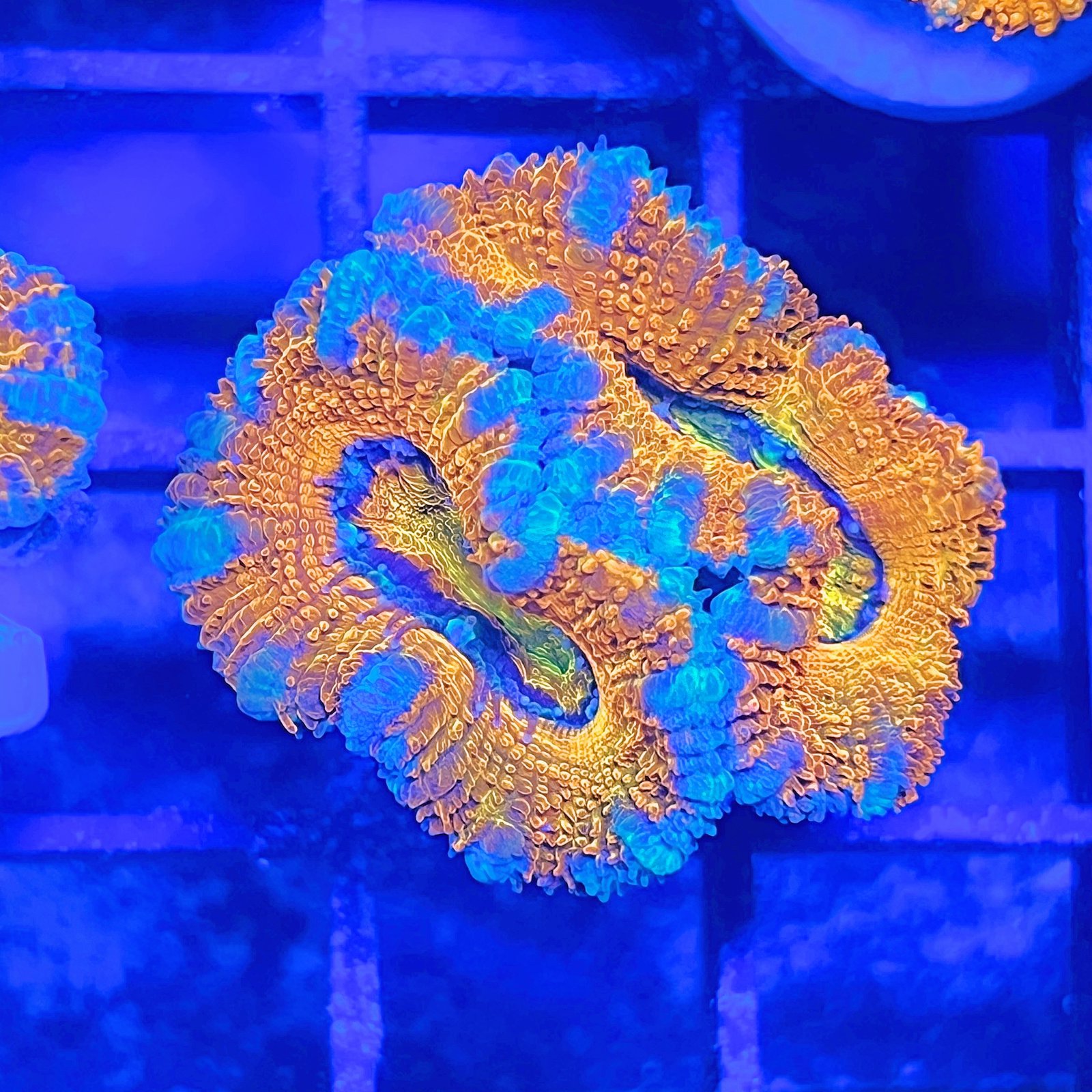 Acanthastrea Lordhowensis Rainbow