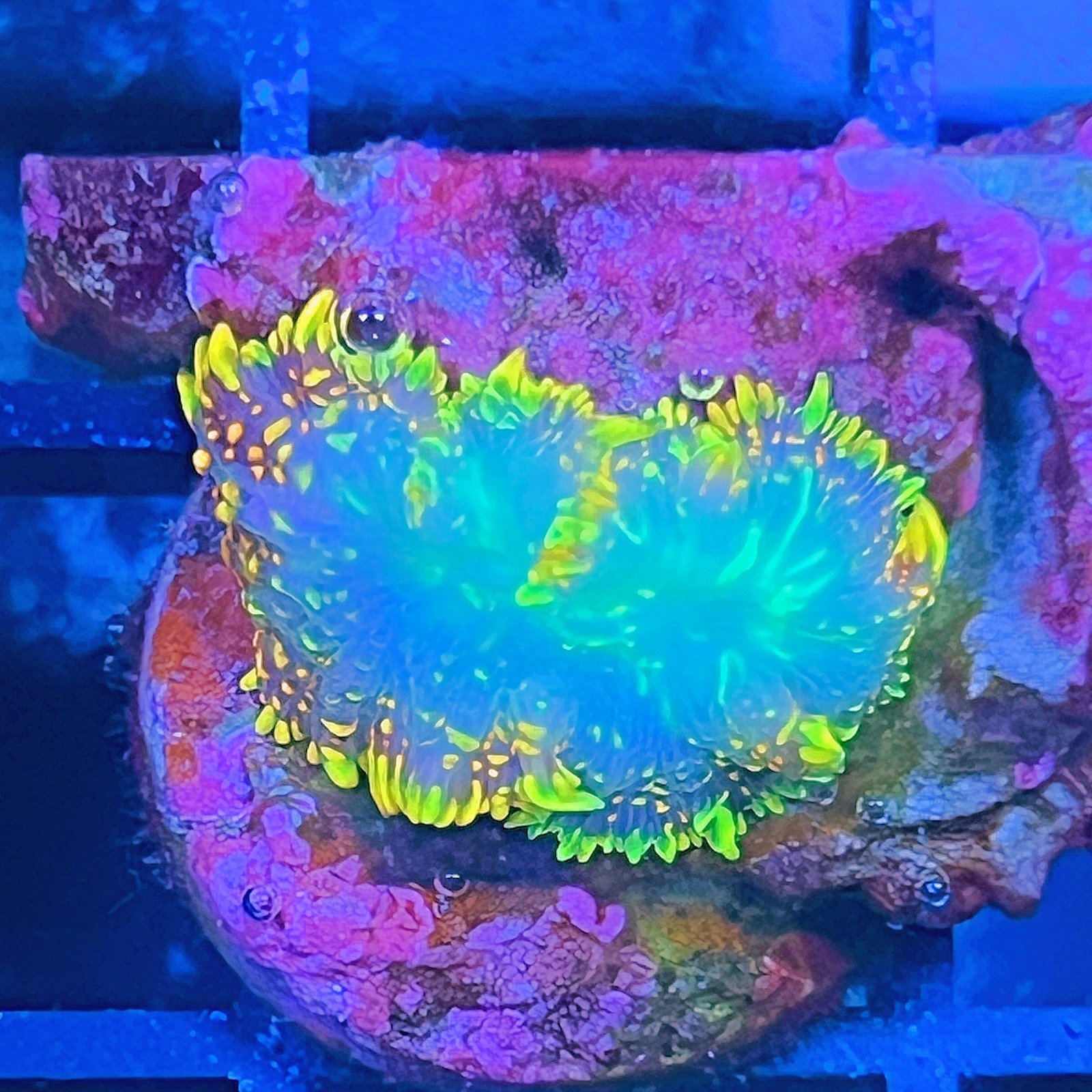 LC Solar Flare Rhodactis