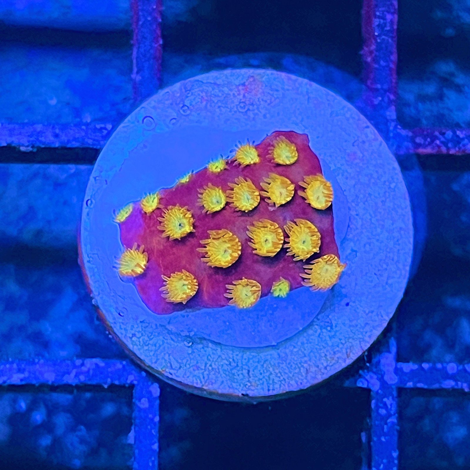 BBC Energizer Cyphastrea