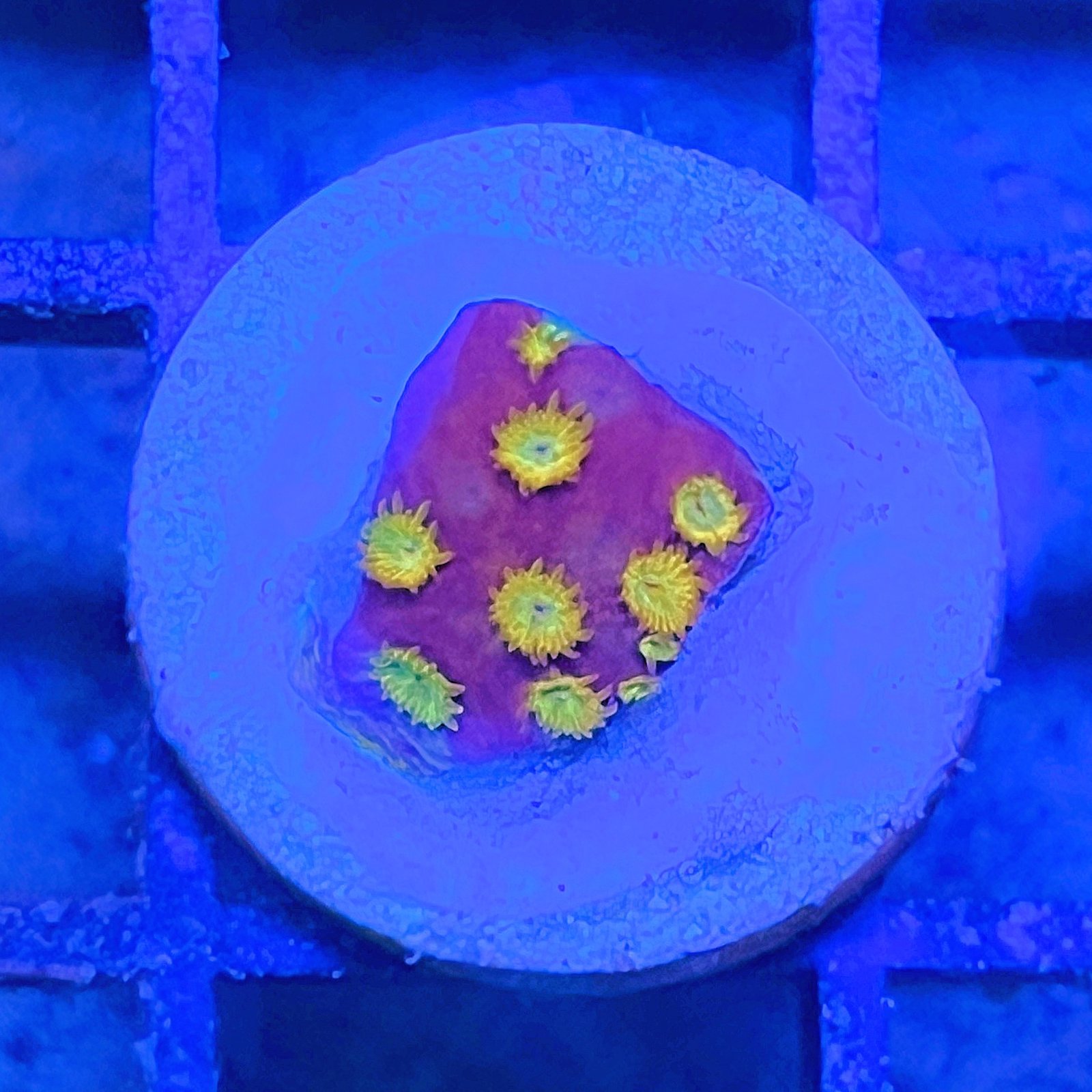 BBC Energizer Cyphastrea