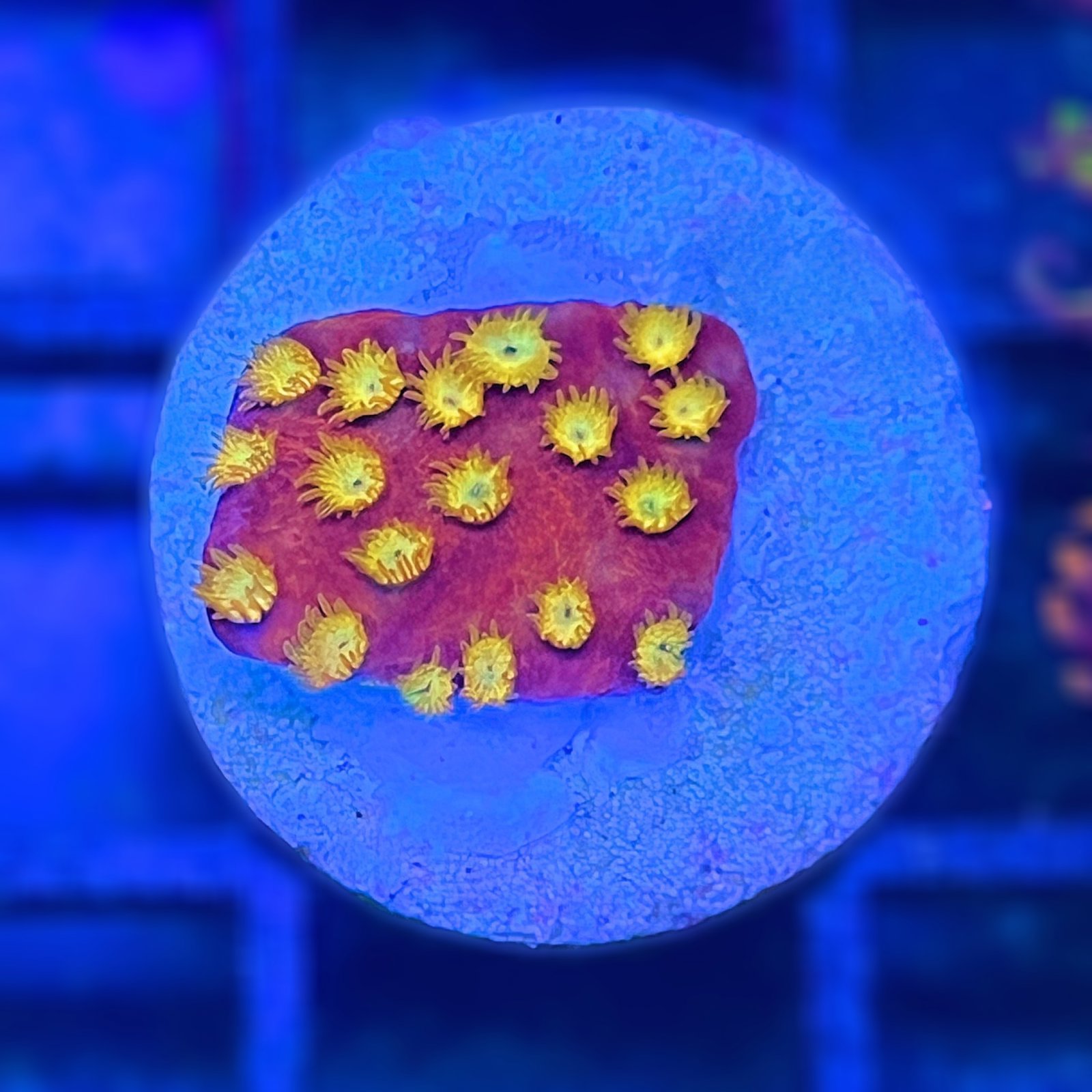 BBC Energizer Cyphastrea