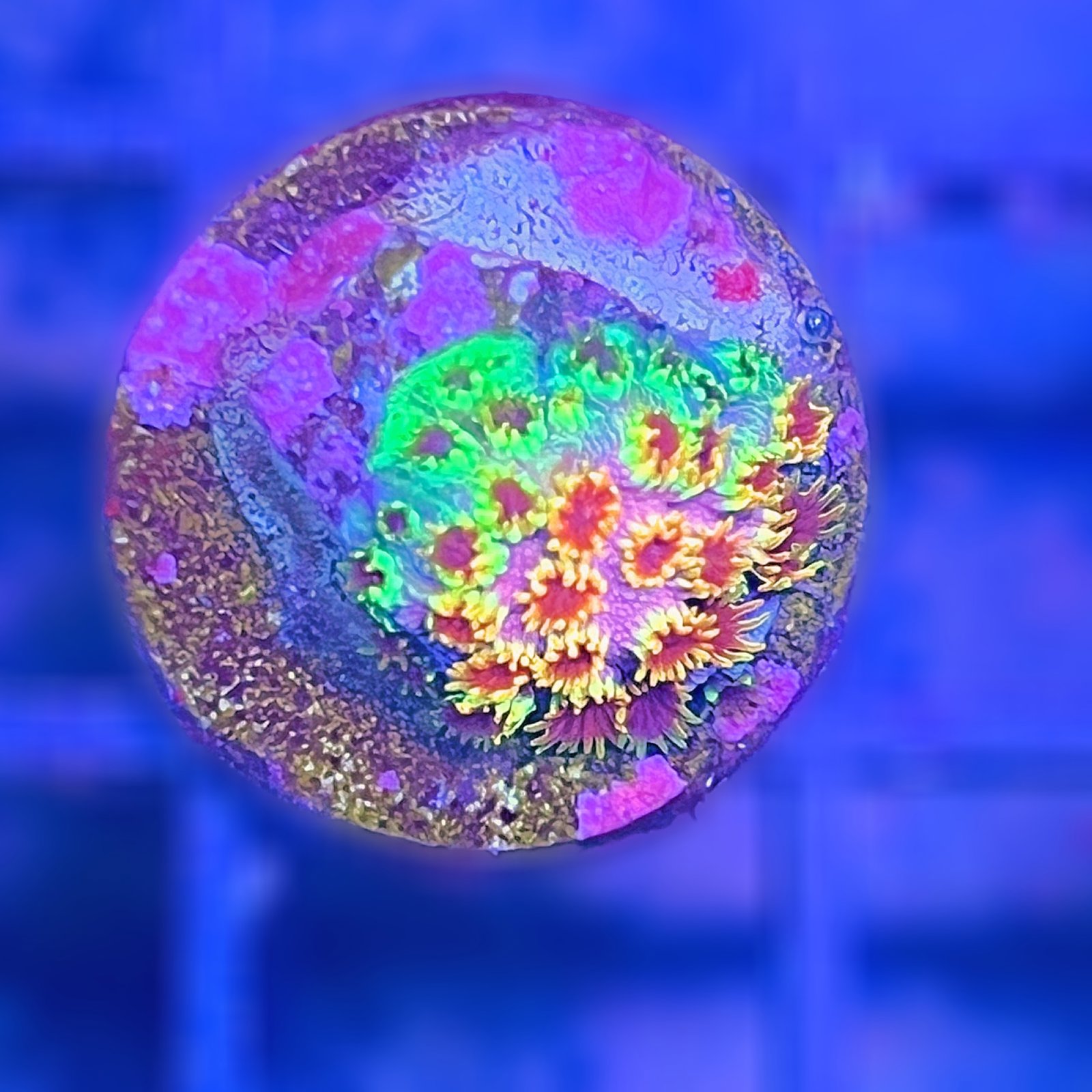 Skittles Bomb Cyphastrea