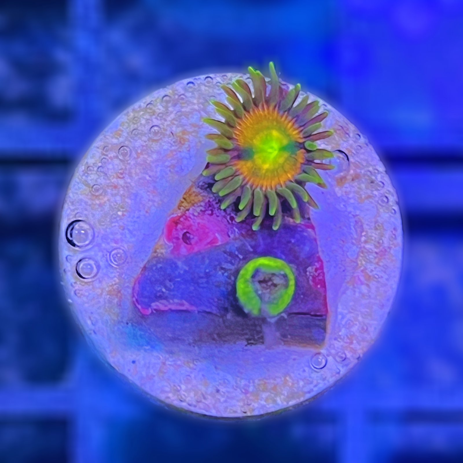 RR Kraken Zoas