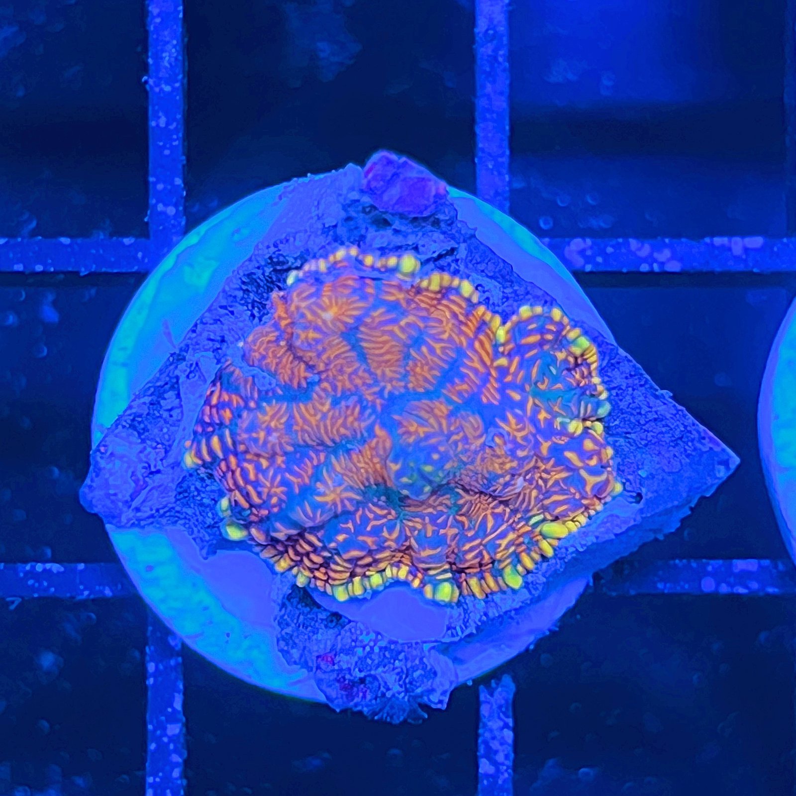 Aurora Flame Rhodactis