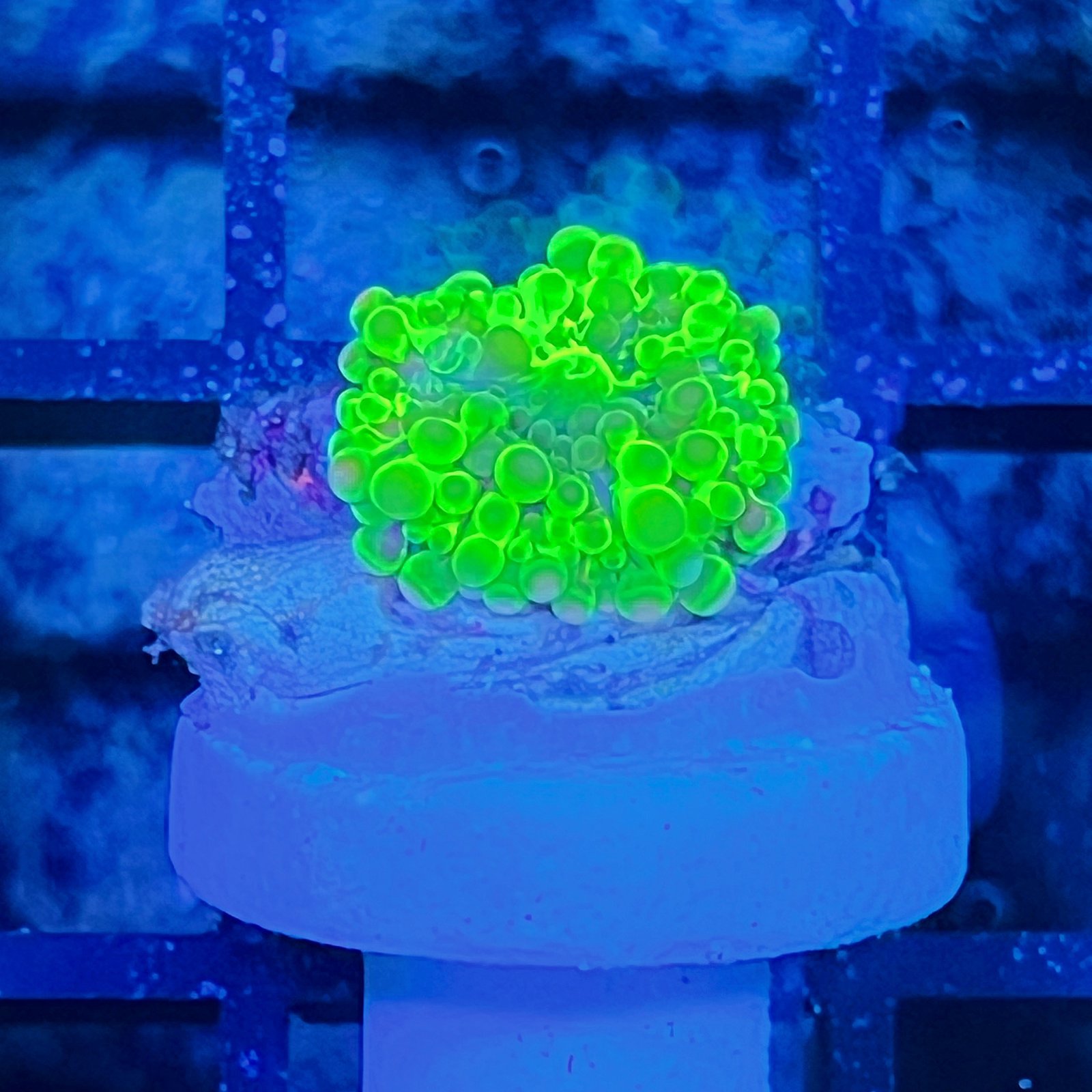 LC Radioactive Ricordea Yuma