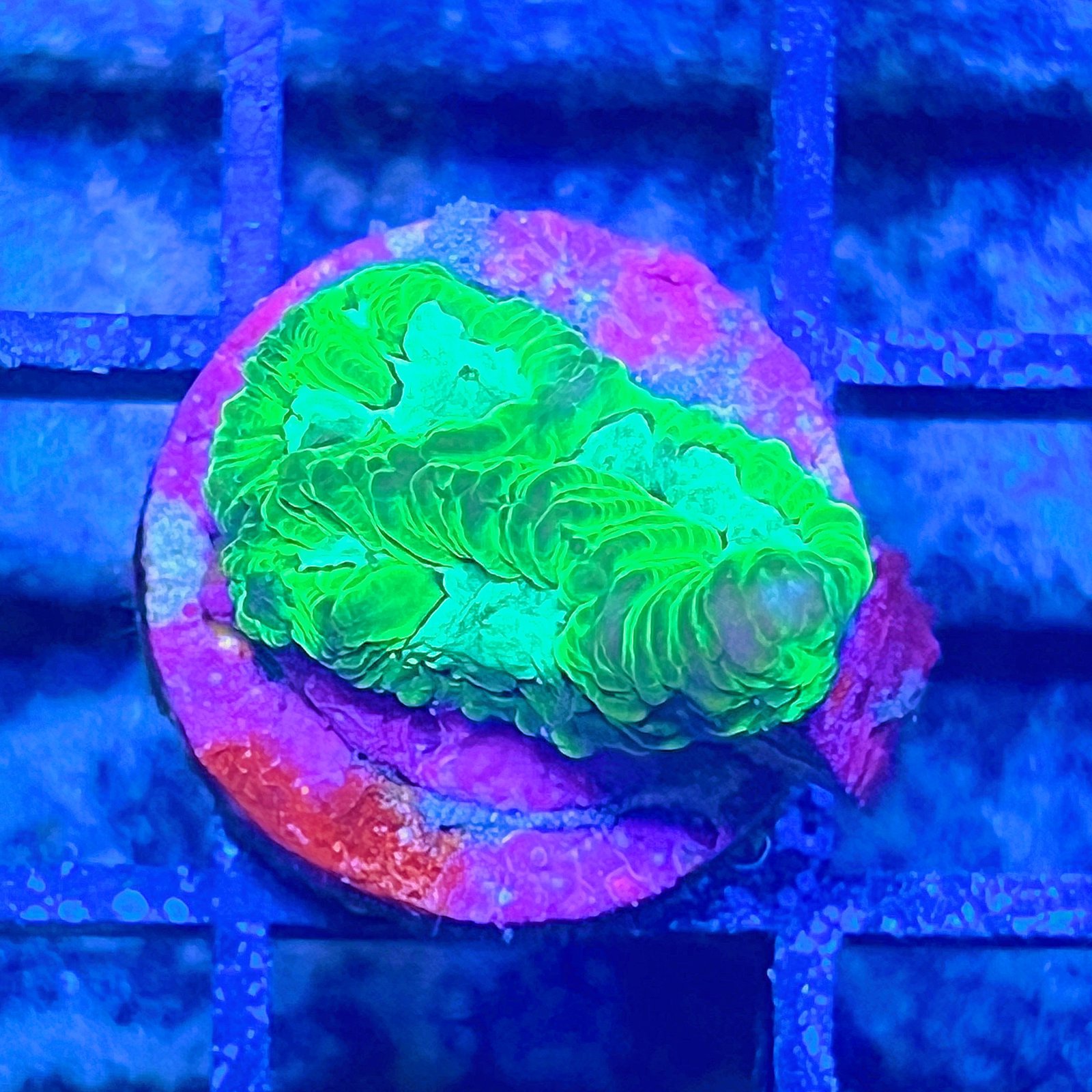Purple Monster Favia