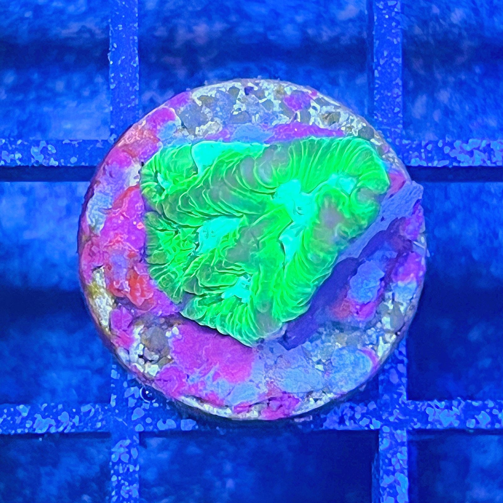 Purple Monster Favia