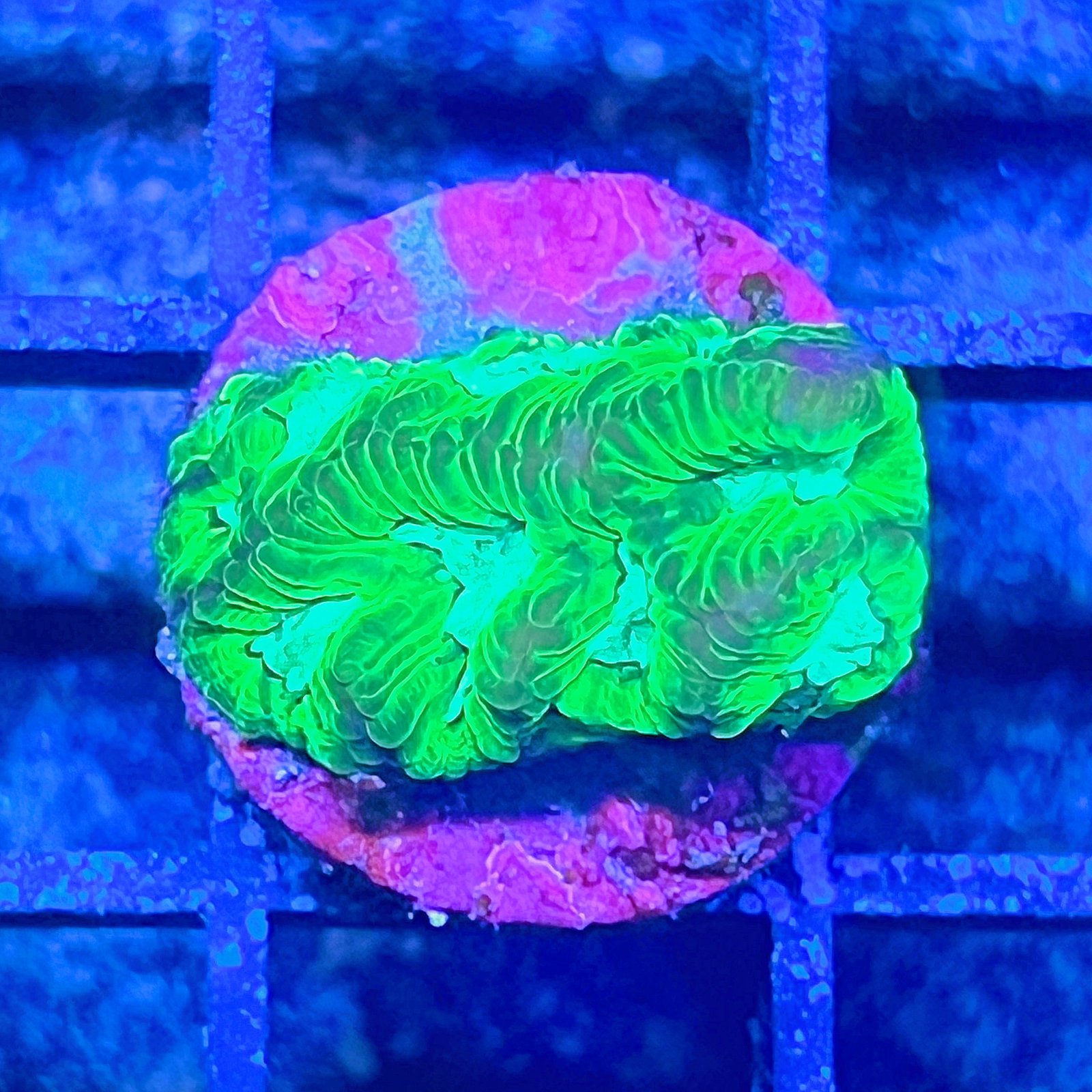 Purple Monster Favia