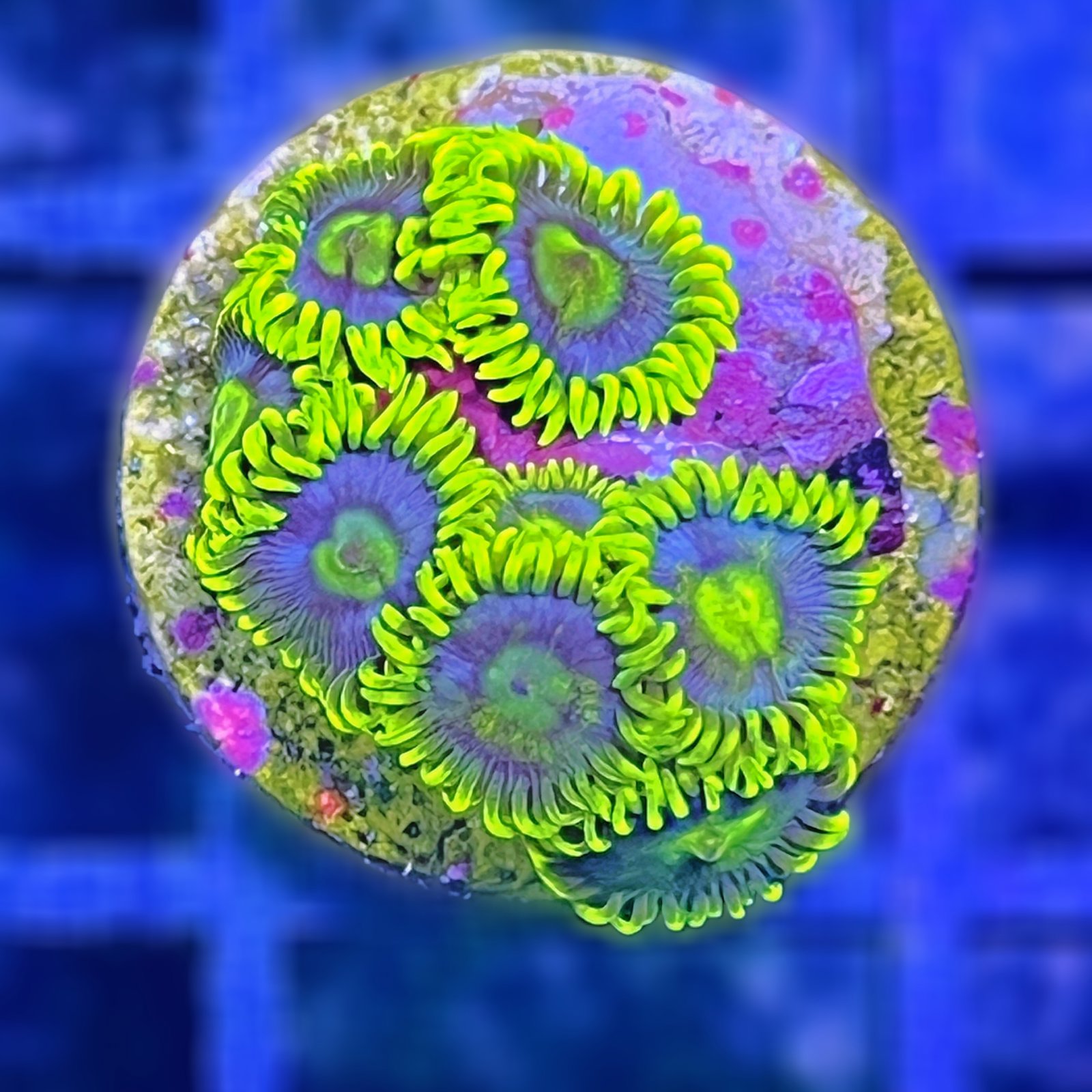 CC Star Fighters Zoas