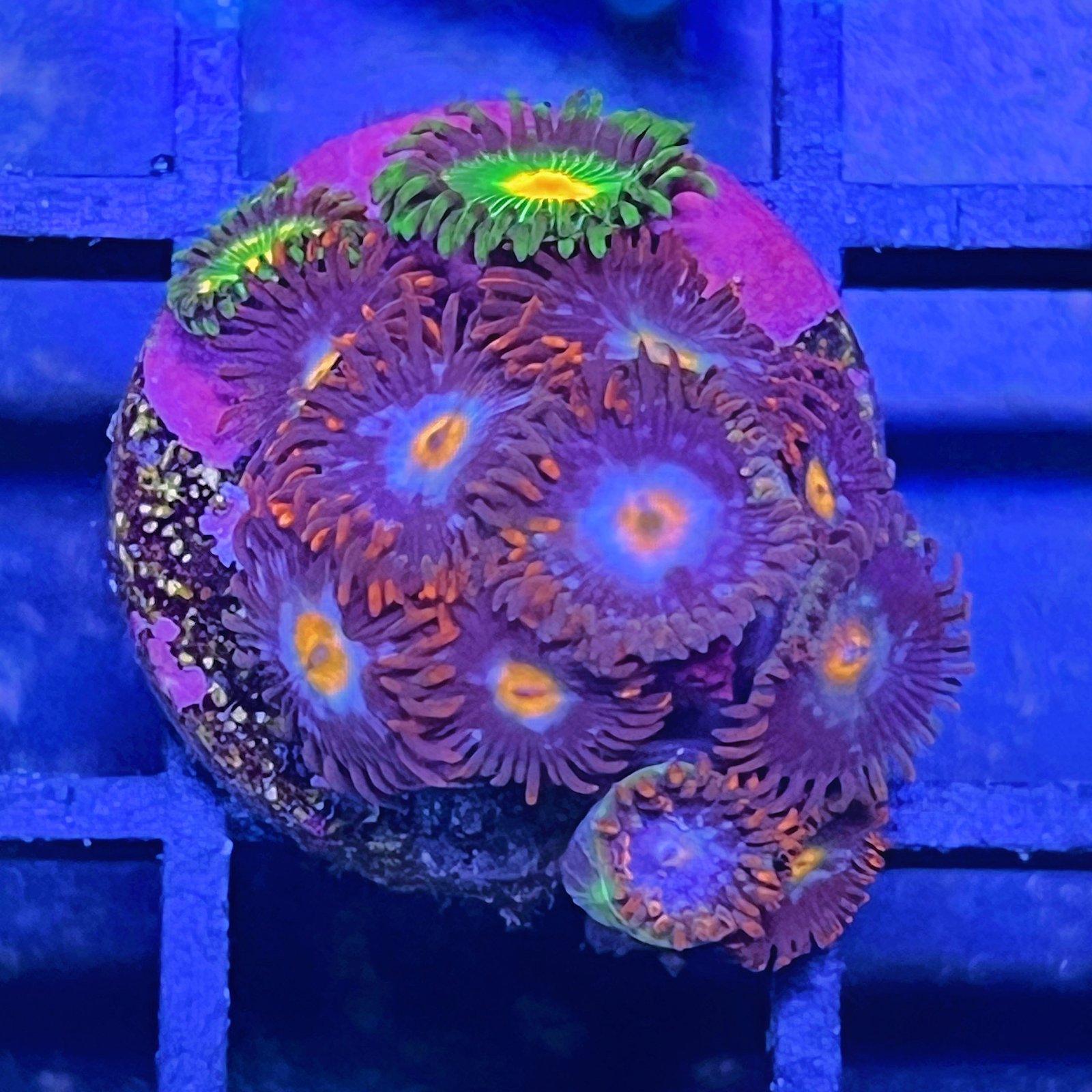 Combo Zoas - Spider
