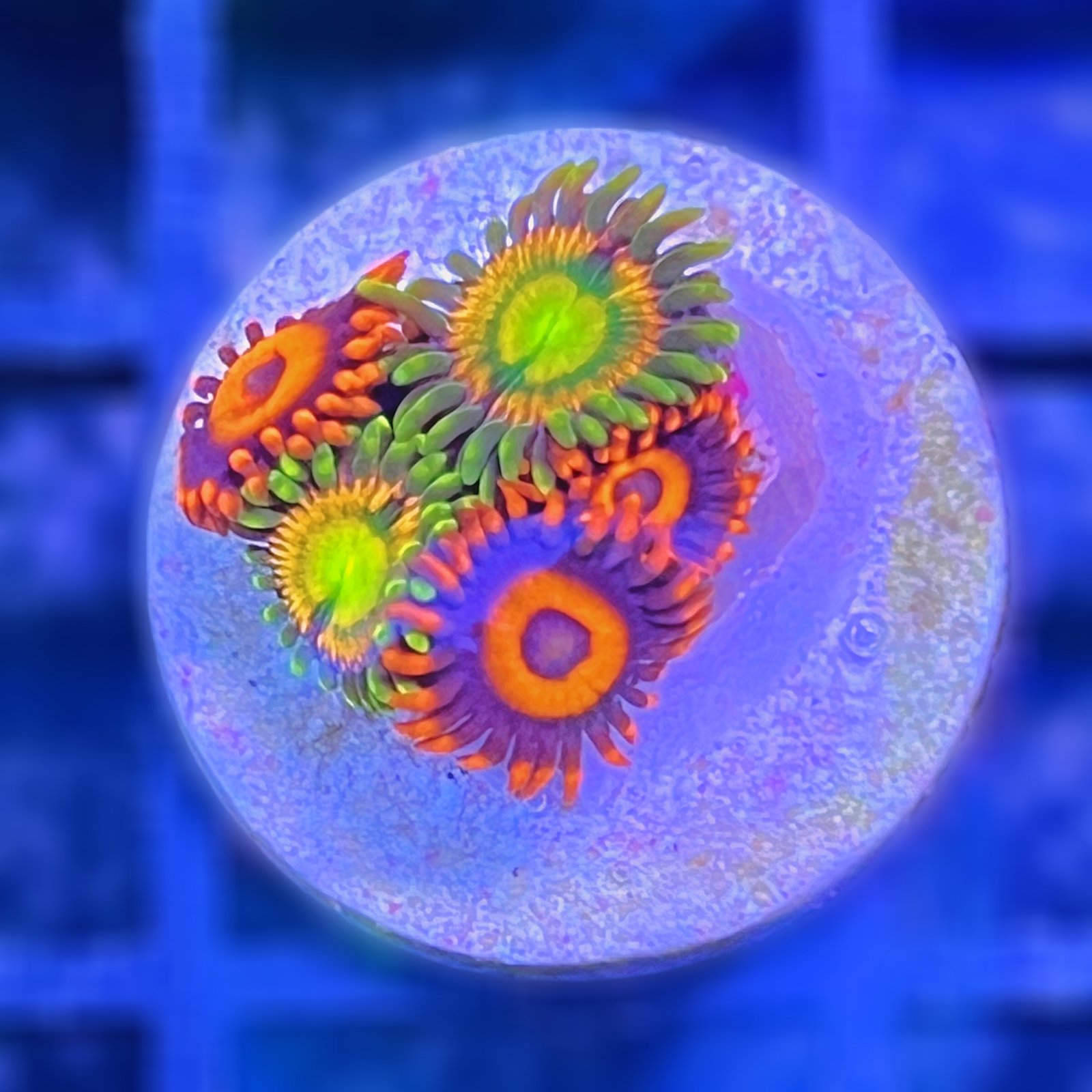 Combo Zoas - Kraken + Oxide