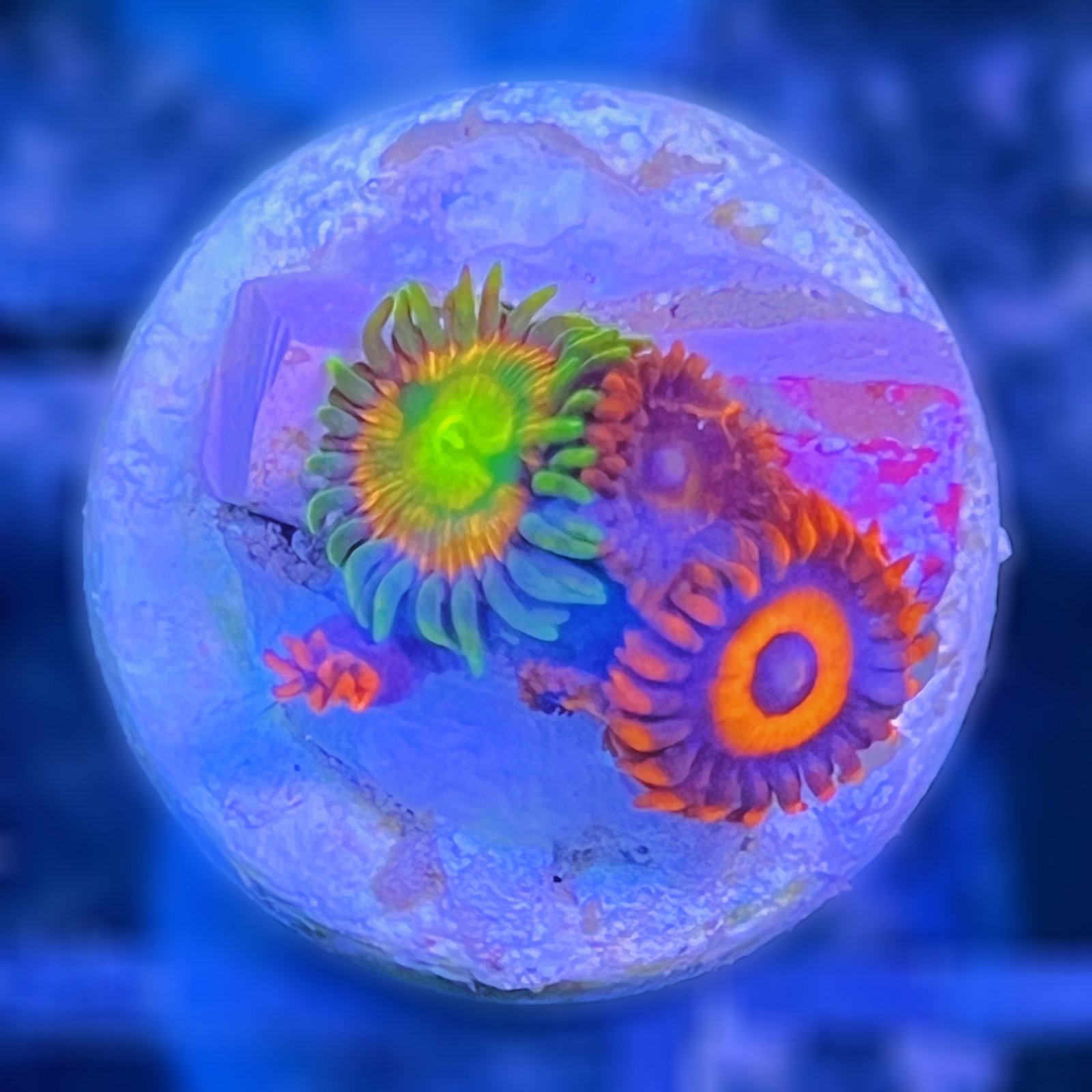 Combo Zoas - Kraken + Oxide