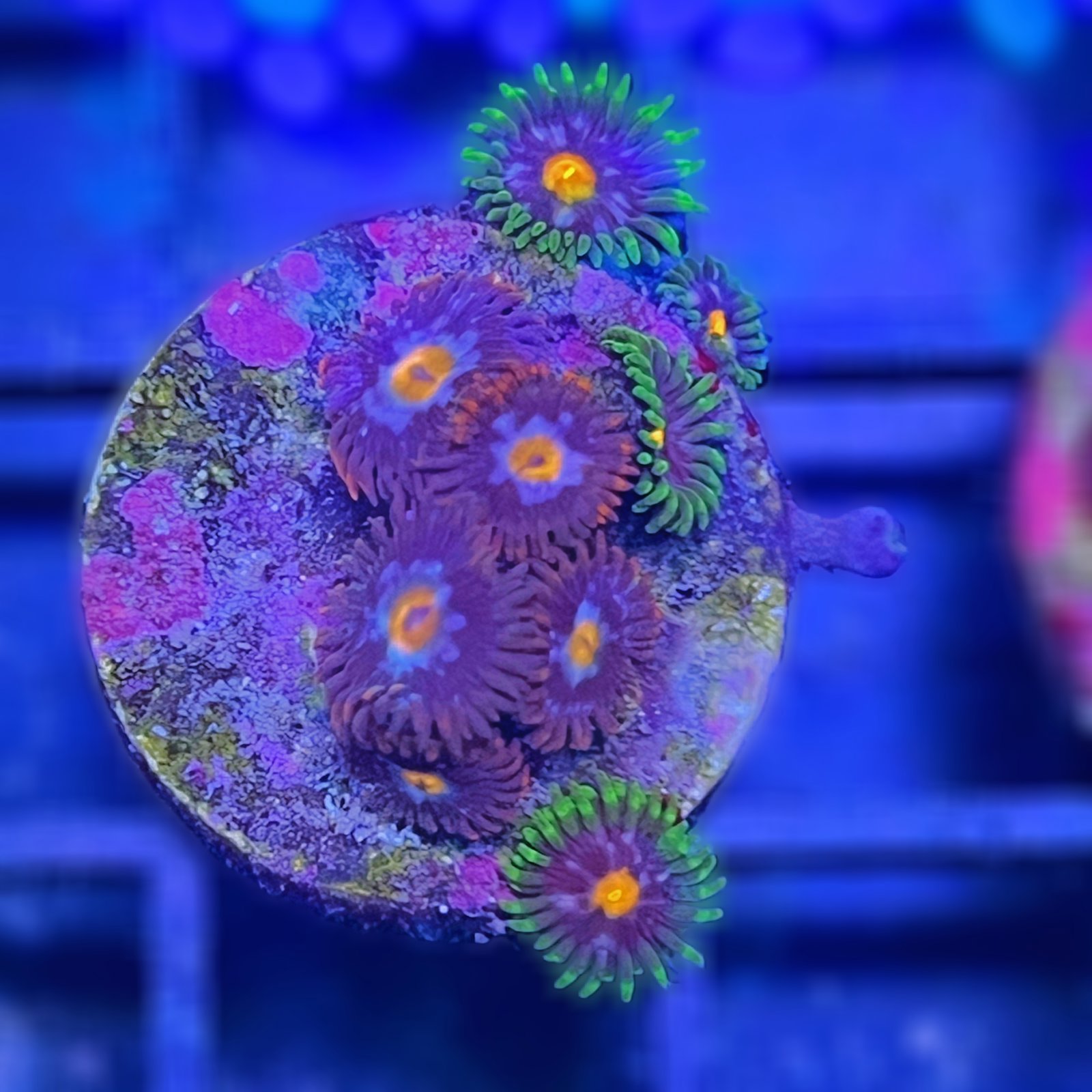 Combo Zoas