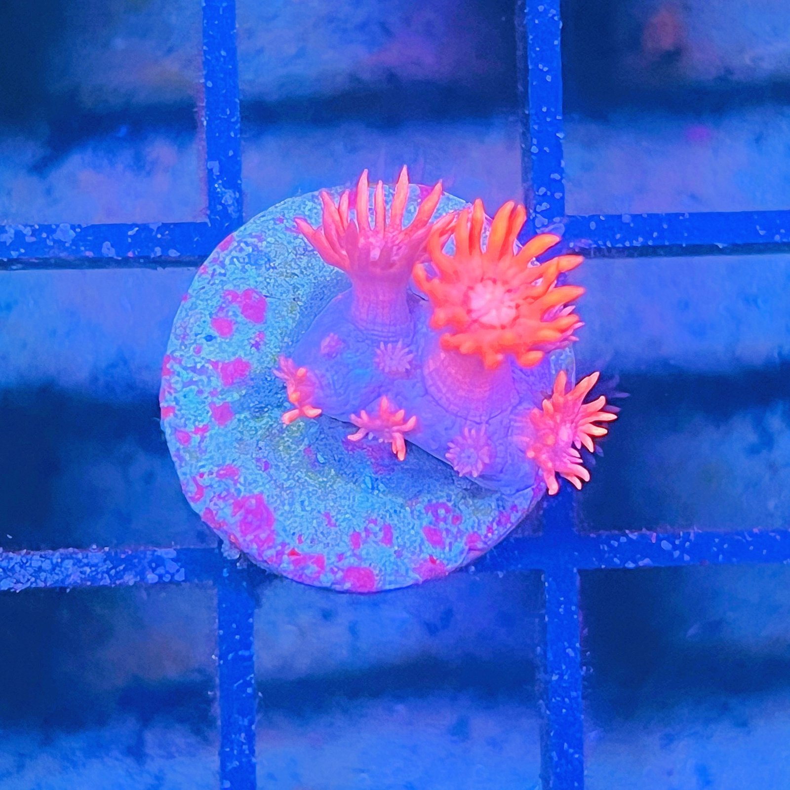 TSA Red On Goniopora