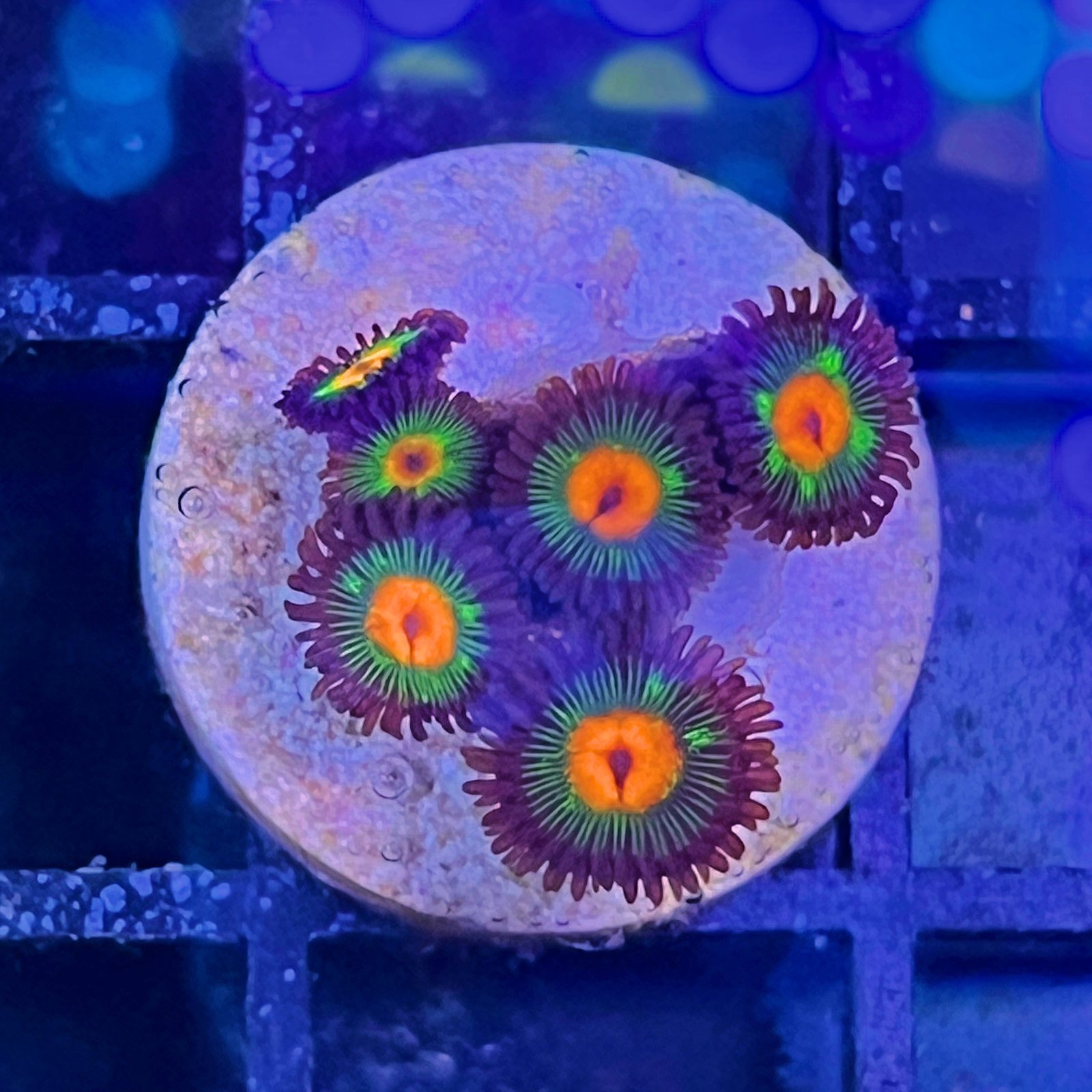 Little Star Zoas