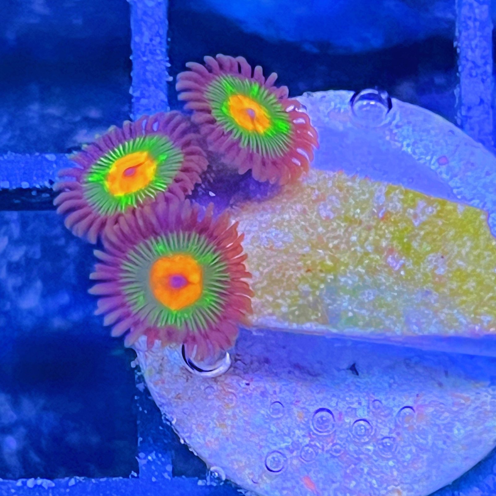 Little Star Zoas
