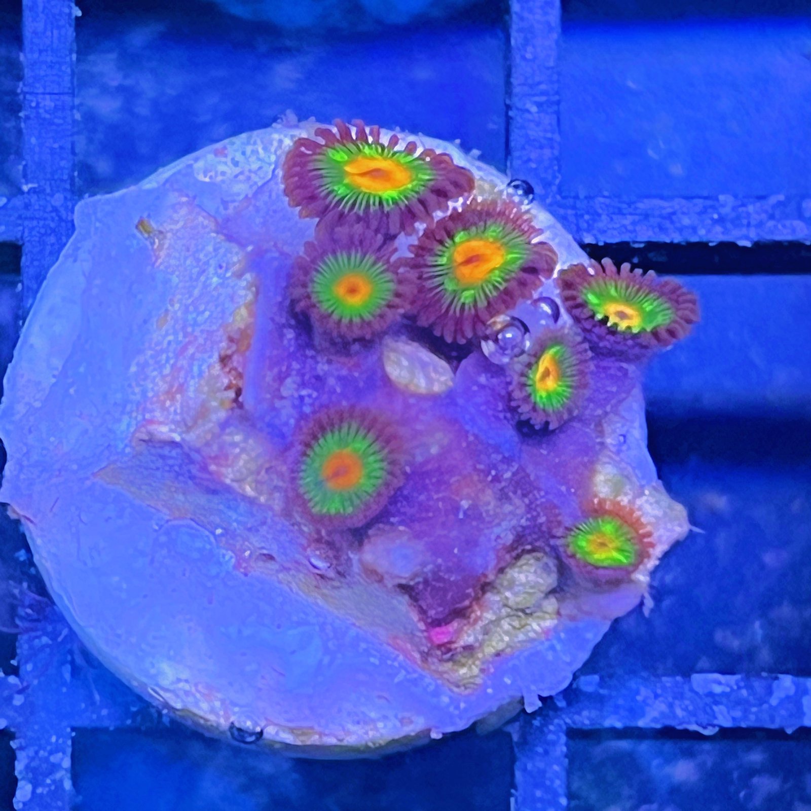 Little Star Zoas