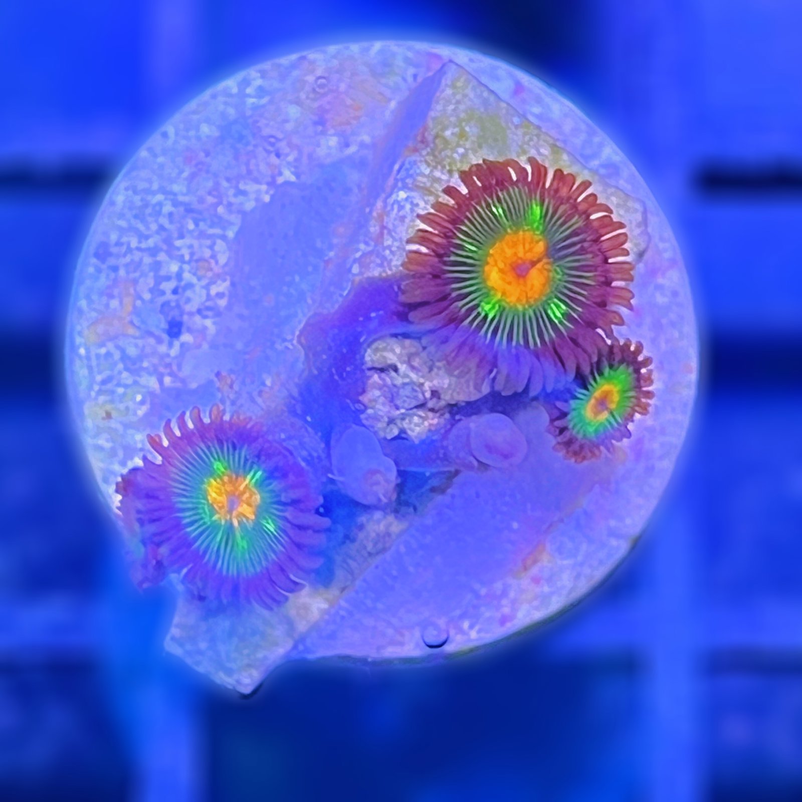 Little Star Zoas