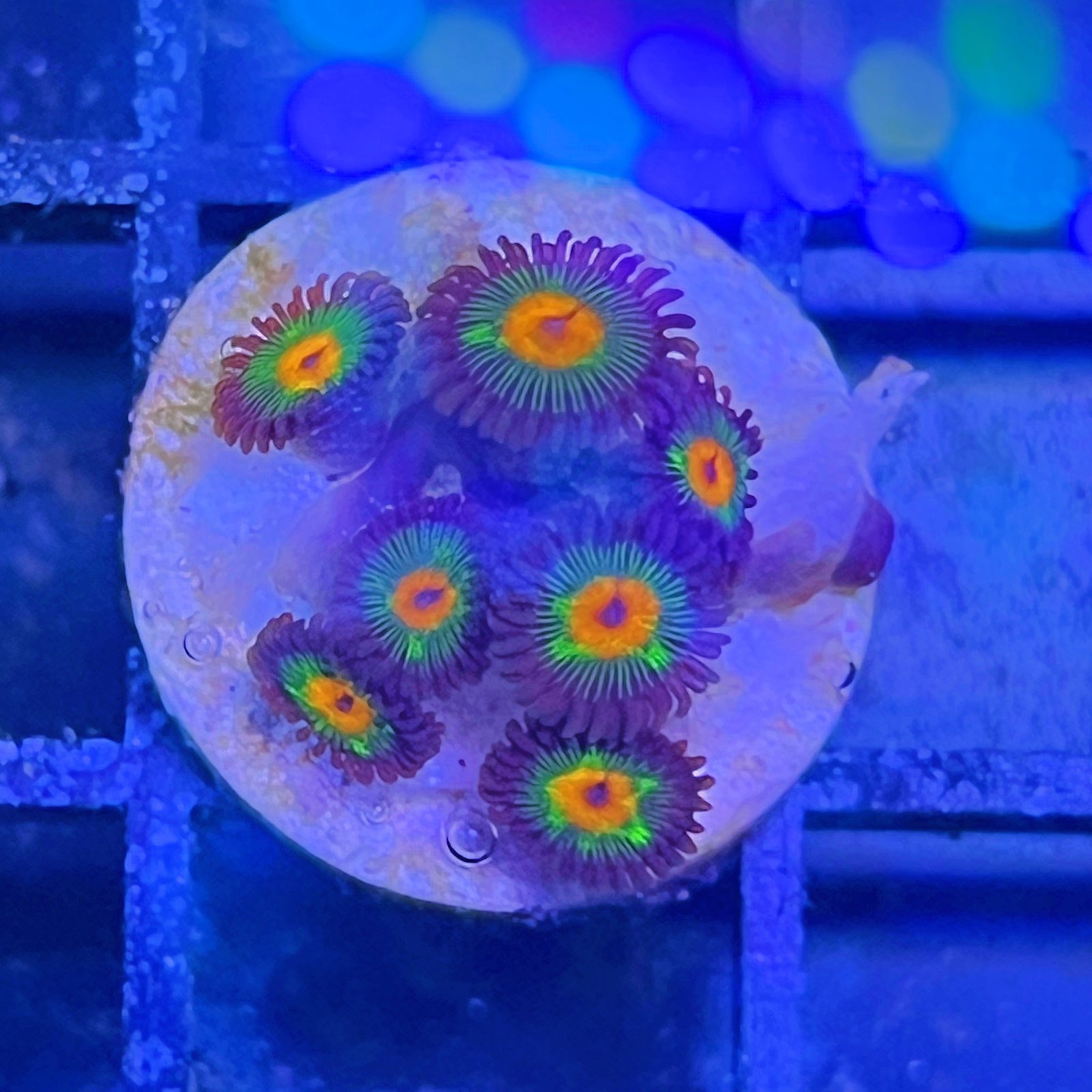 Little Star Zoas