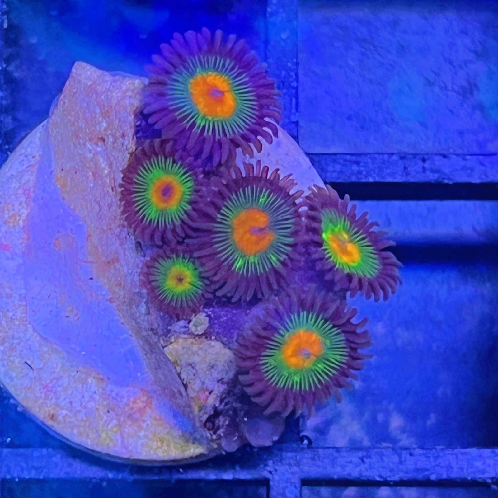 Little Star Zoas