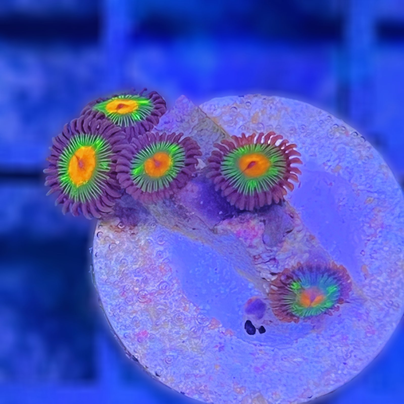 Little Star Zoas