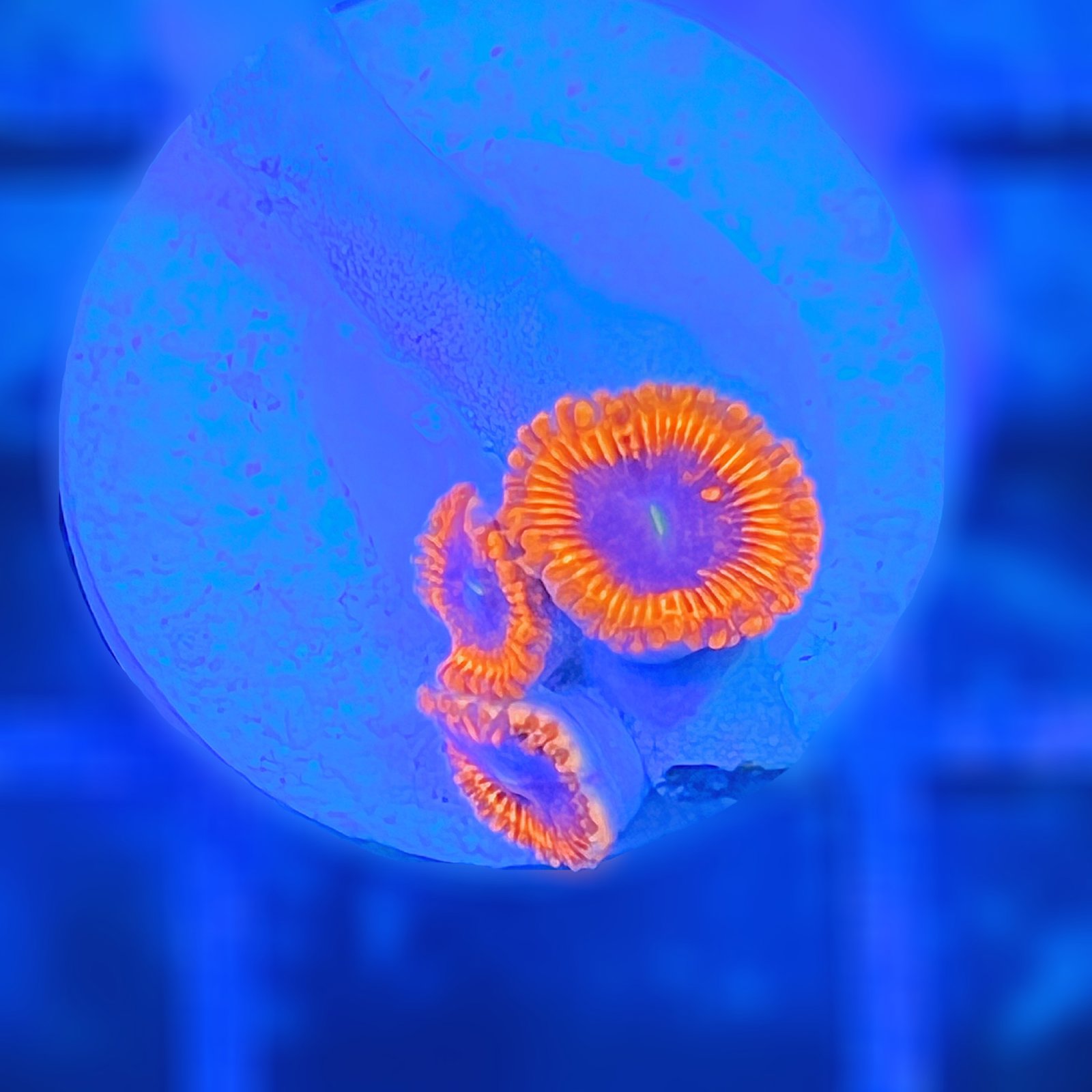 Evil Eye Zoas