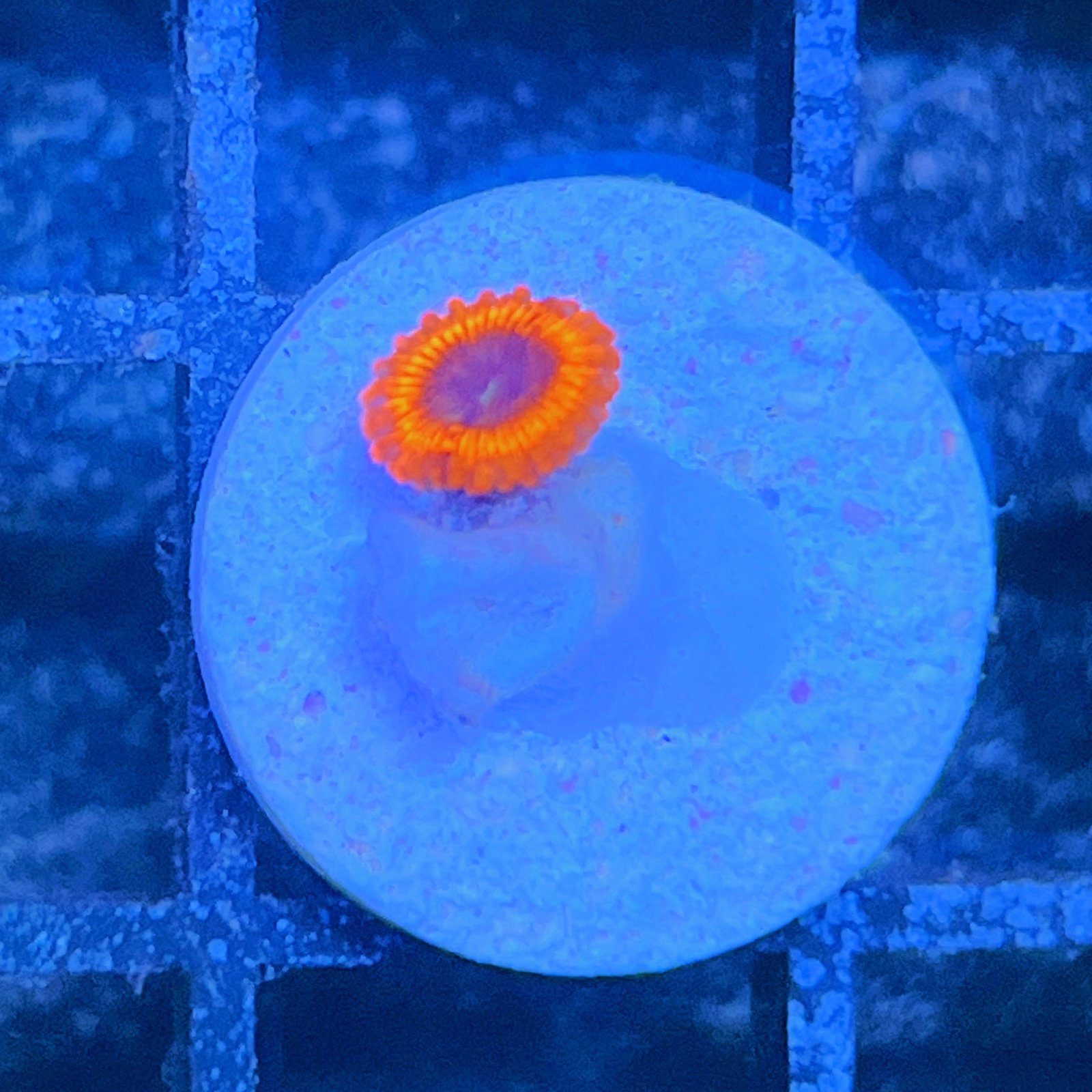 Evil Eye Zoas