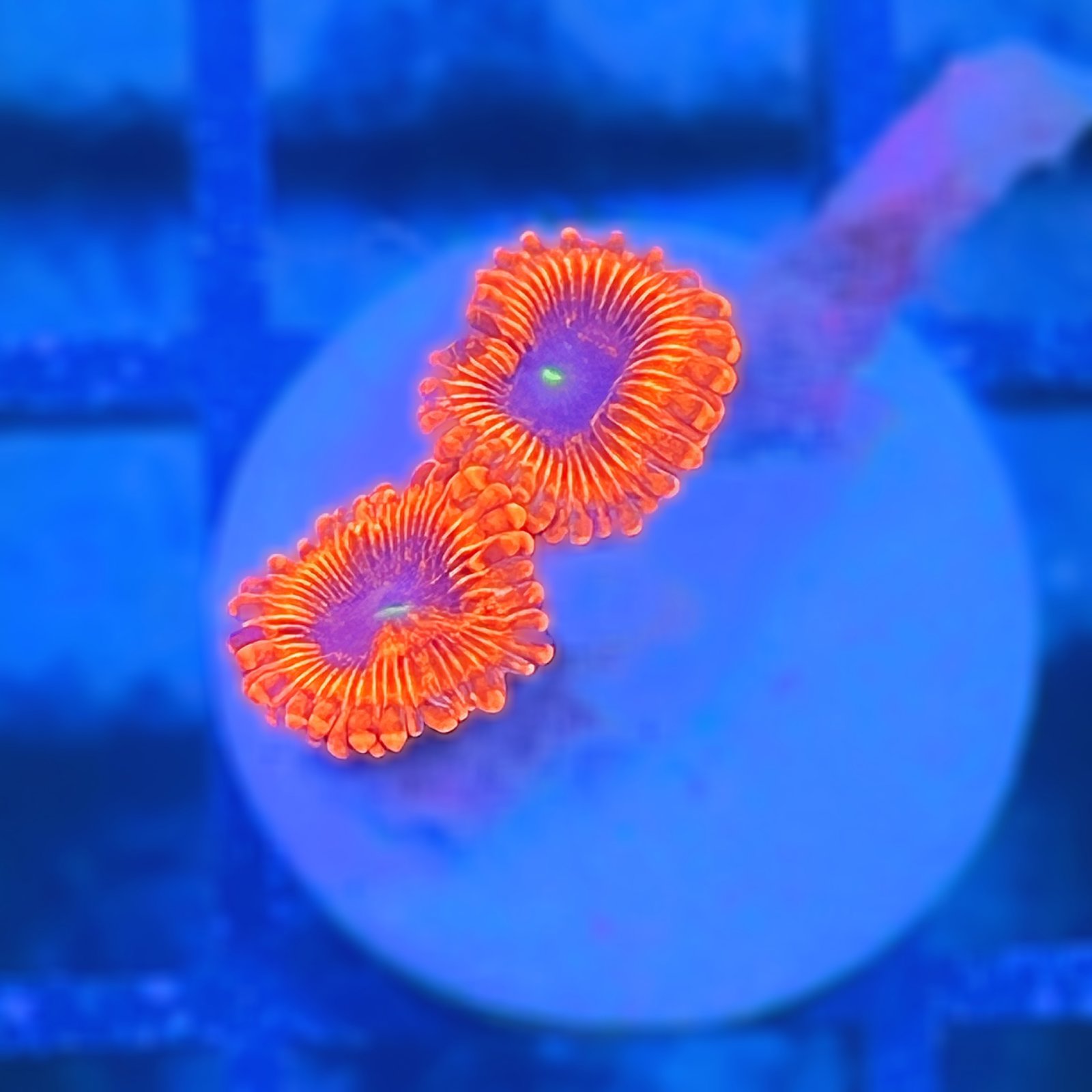 Evil Eye Zoas