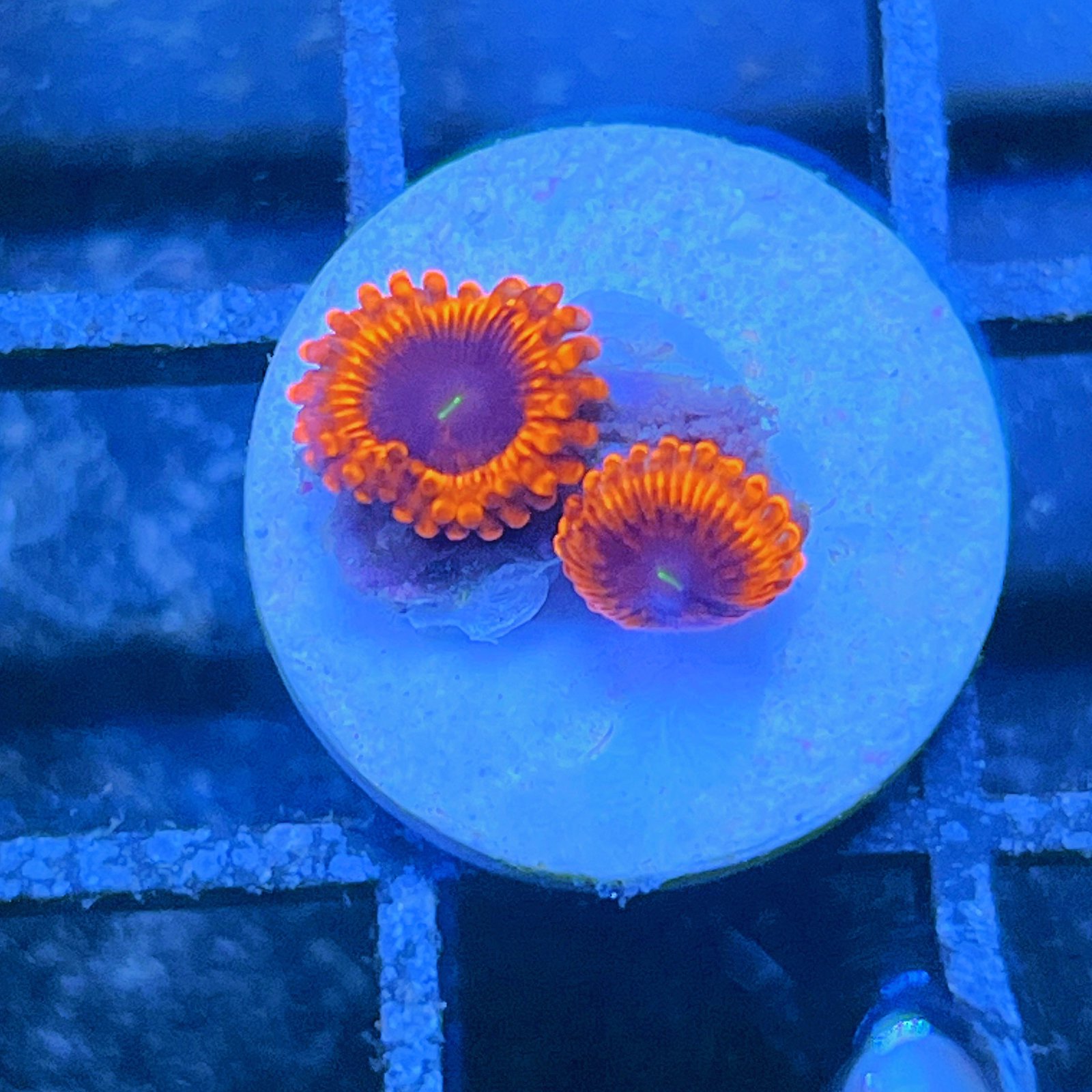 Evil Eye Zoas