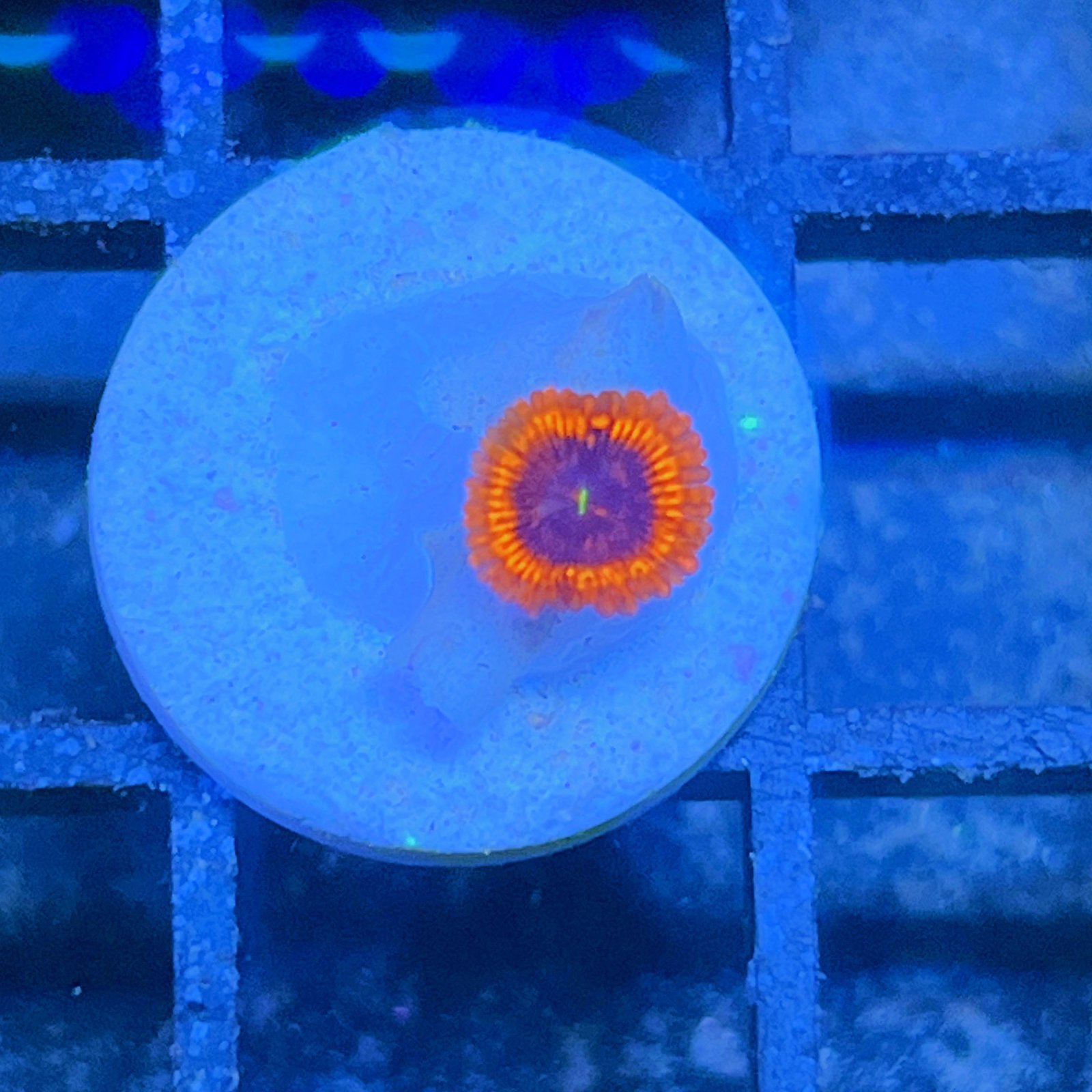 Evil Eye Zoas