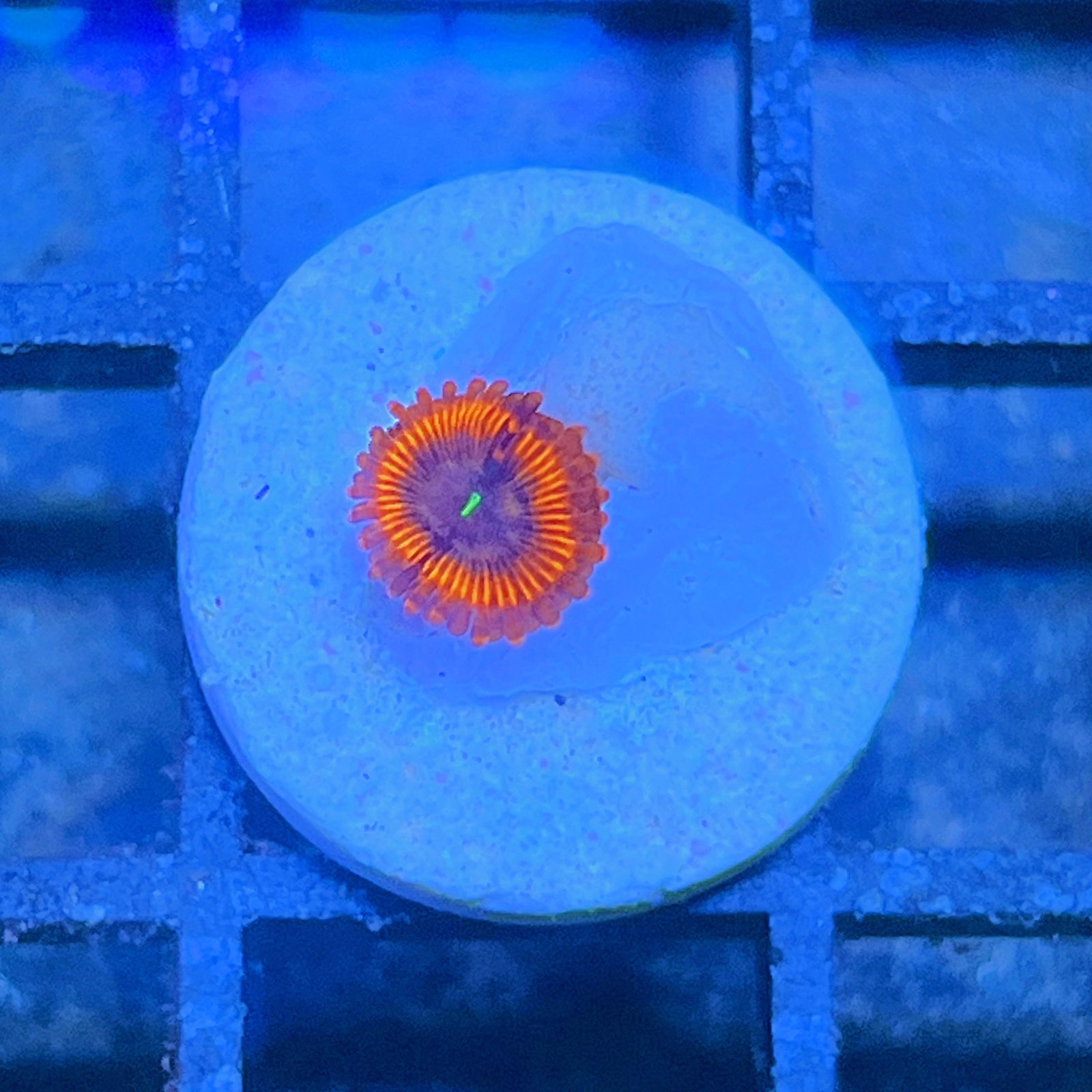 Evil Eye Zoas