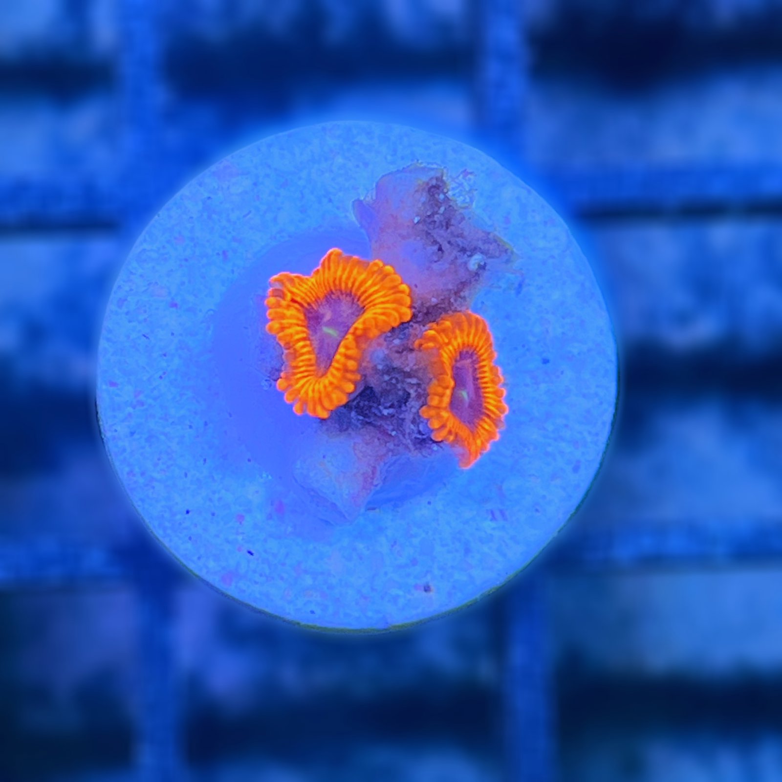 Evil Eye Zoas