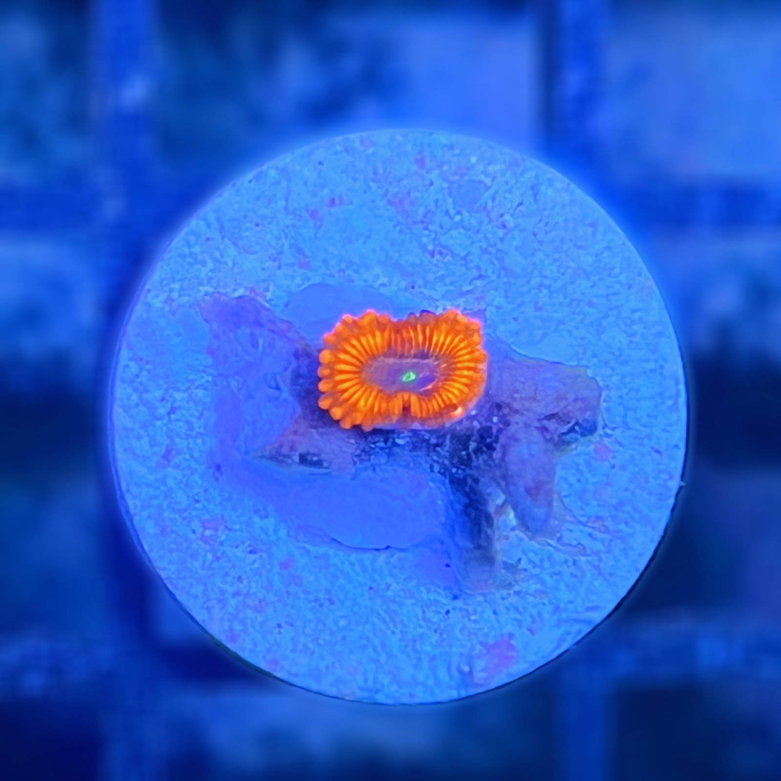Evil Eye Zoas