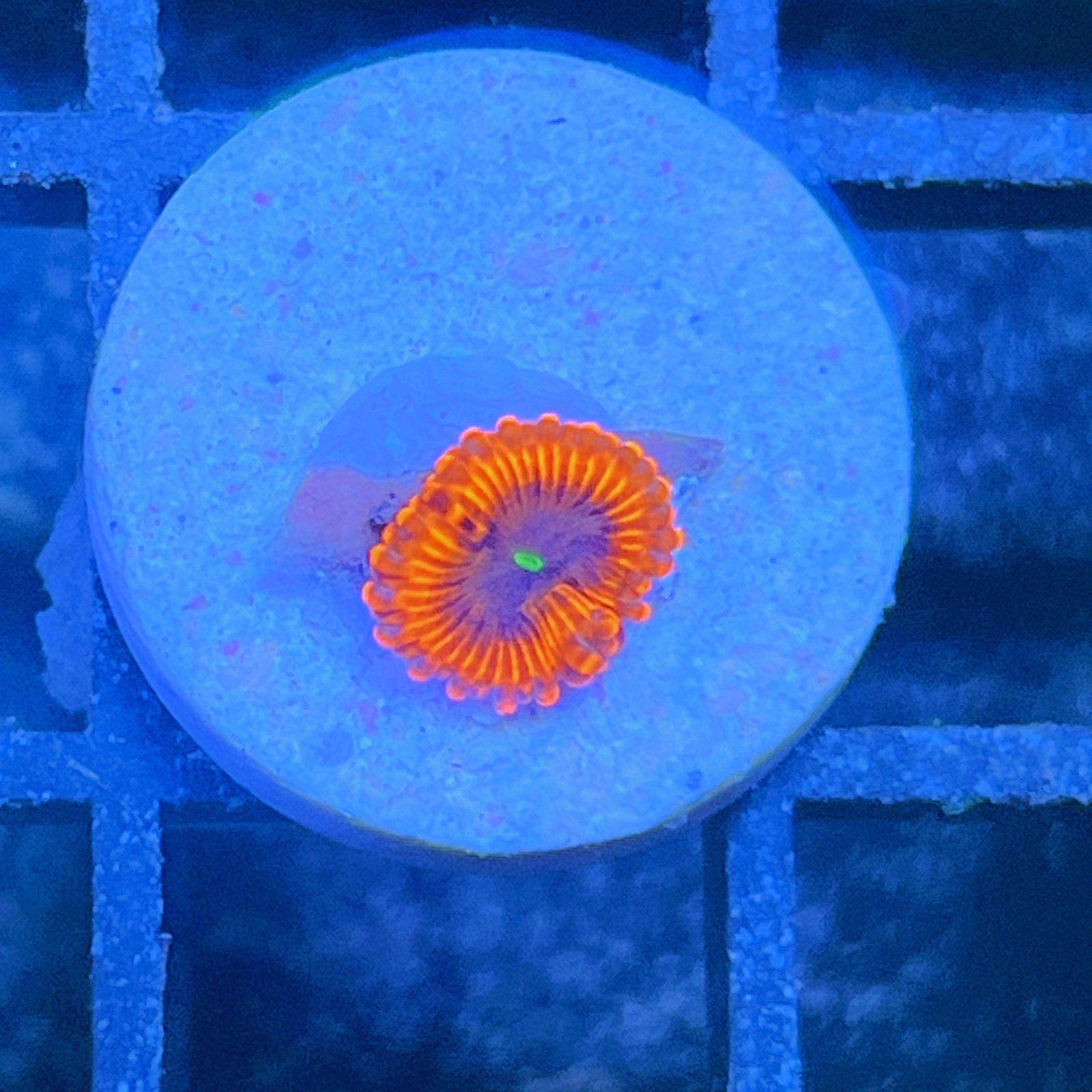 Evil Eye Zoas