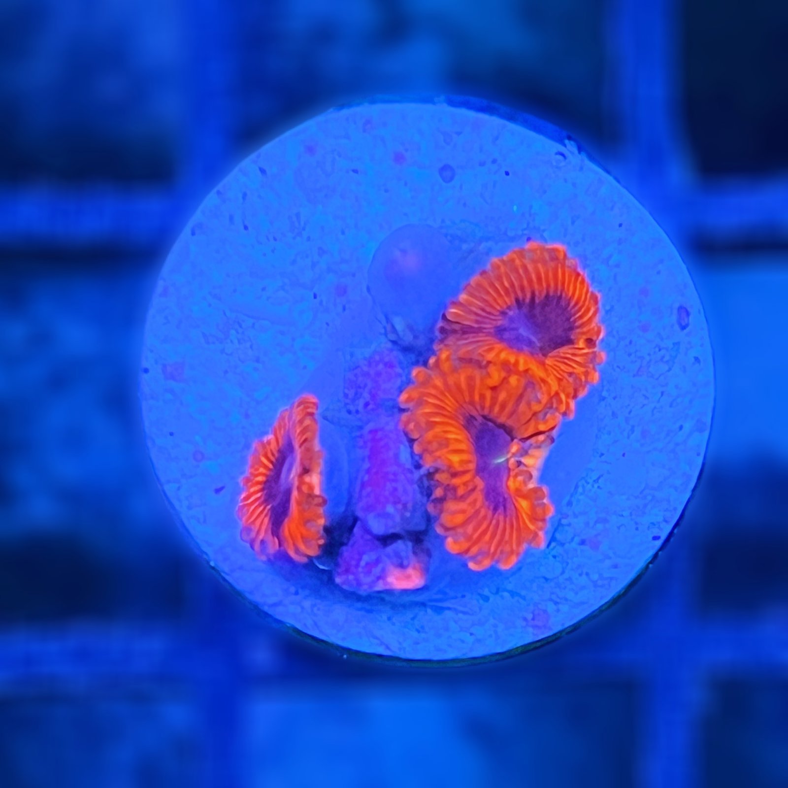 Evil Eye Zoas