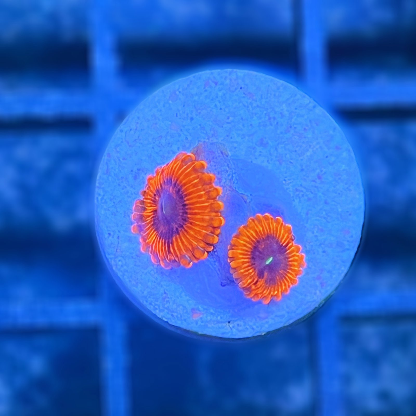 Evil Eye Zoas
