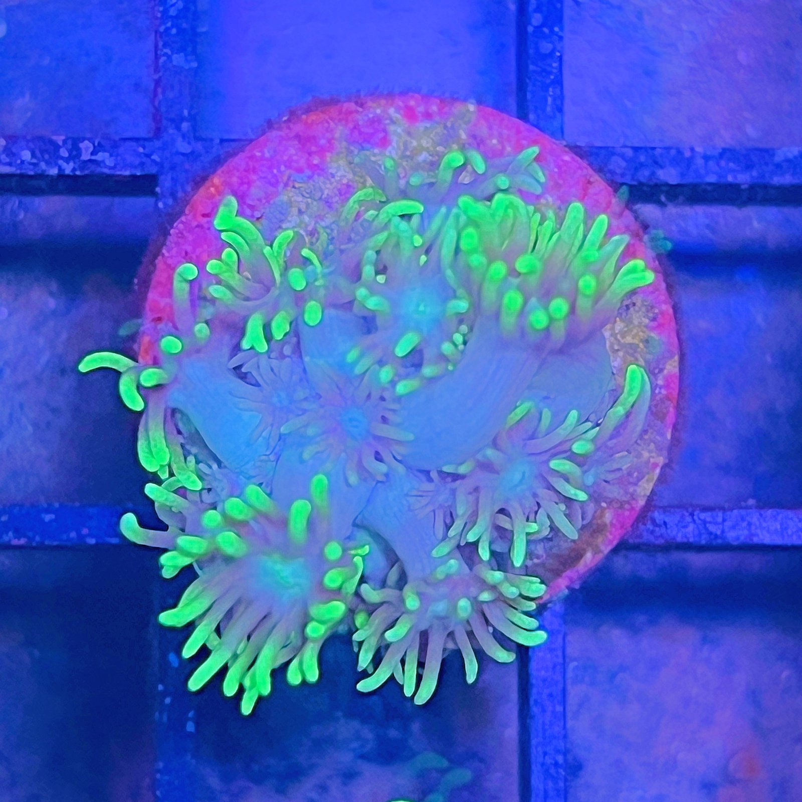 Neón Goniopora