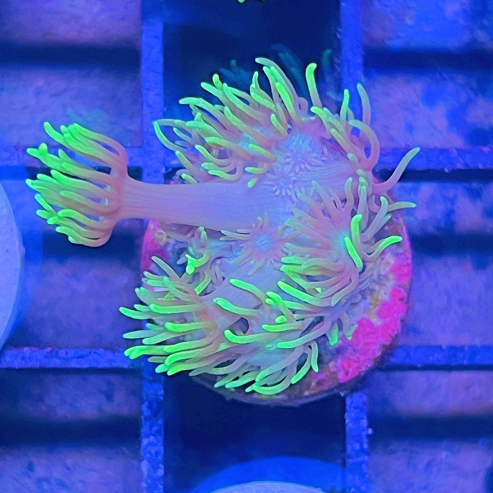 Neón Goniopora