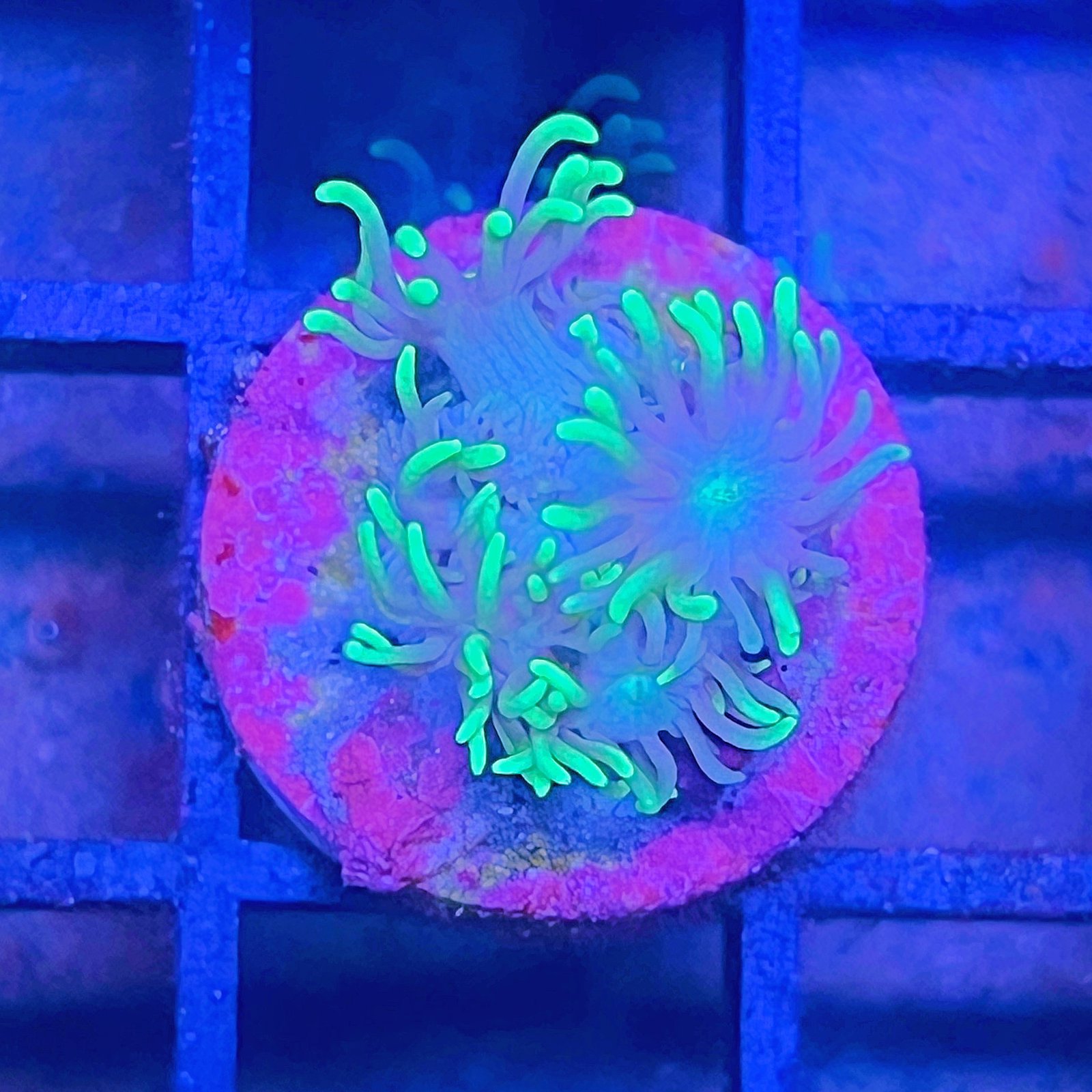 Neón Goniopora