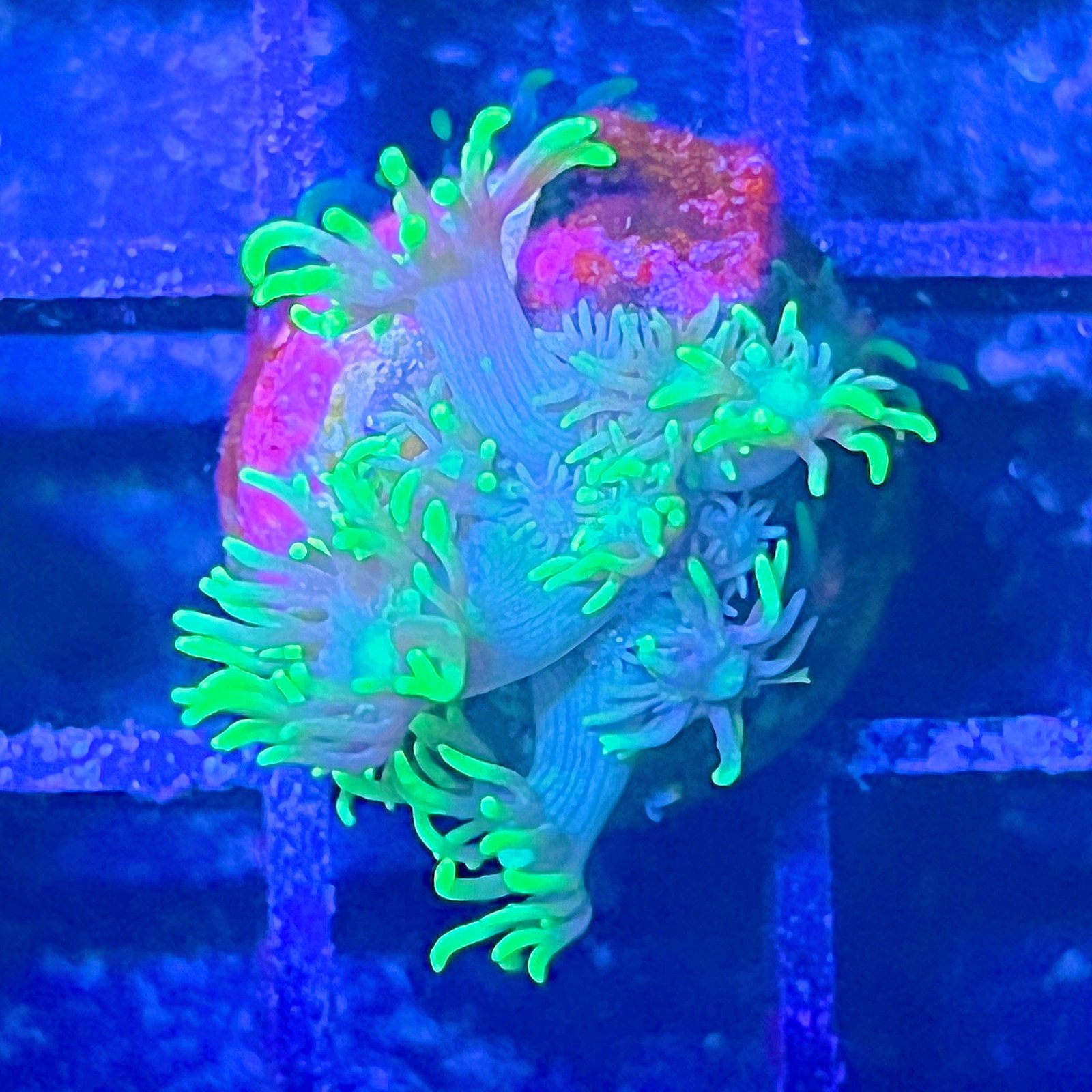 Neón Goniopora
