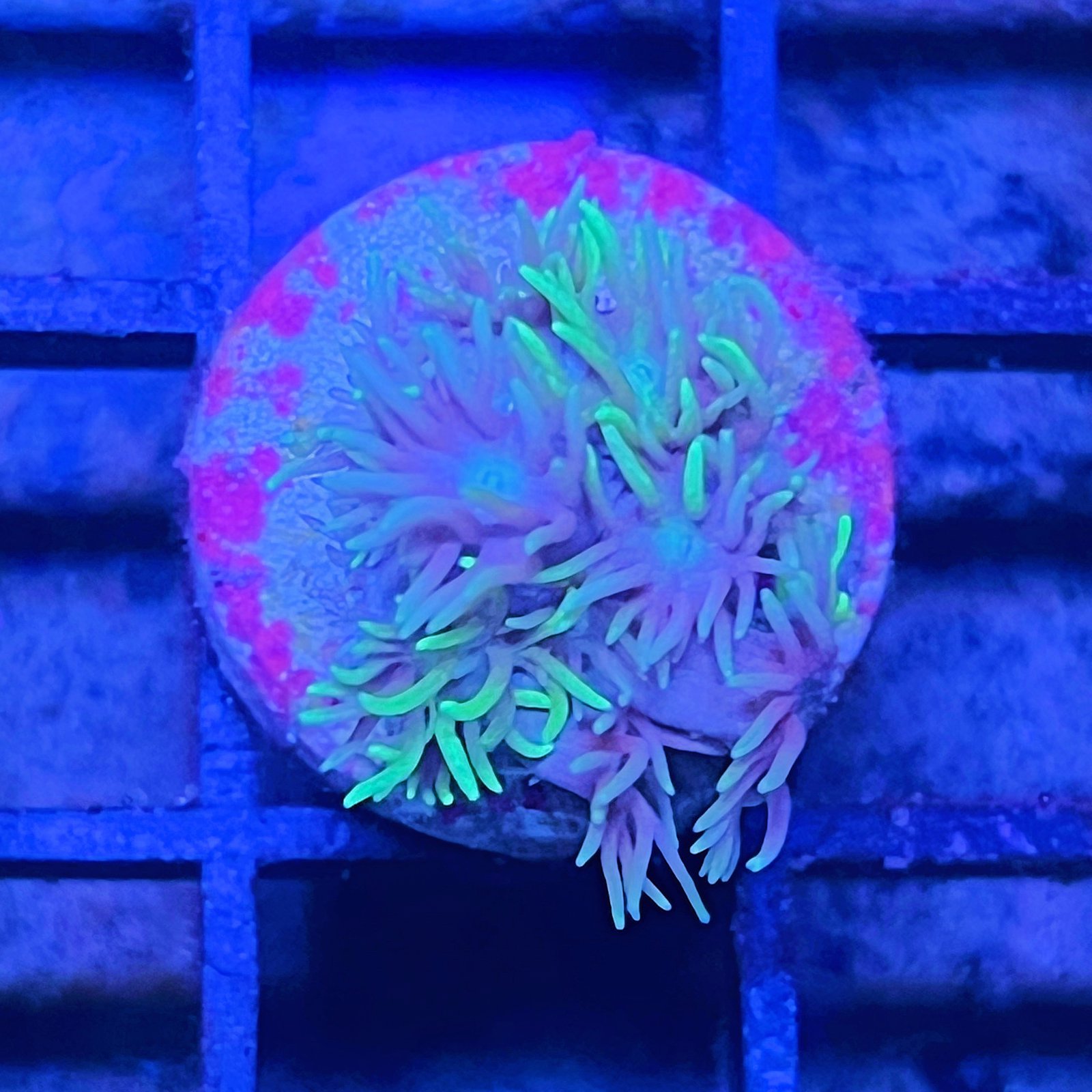 Neón Goniopora