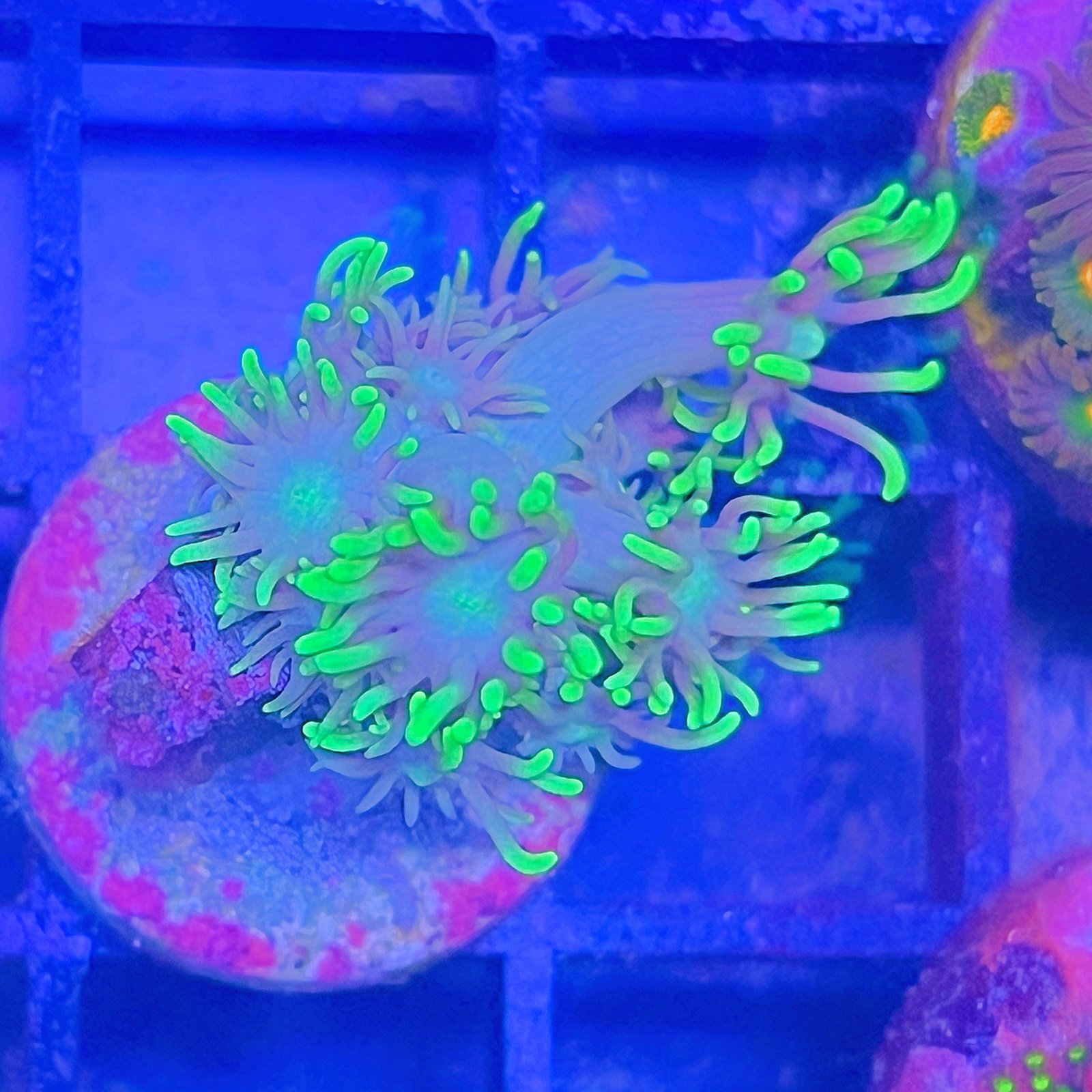 Neón Goniopora