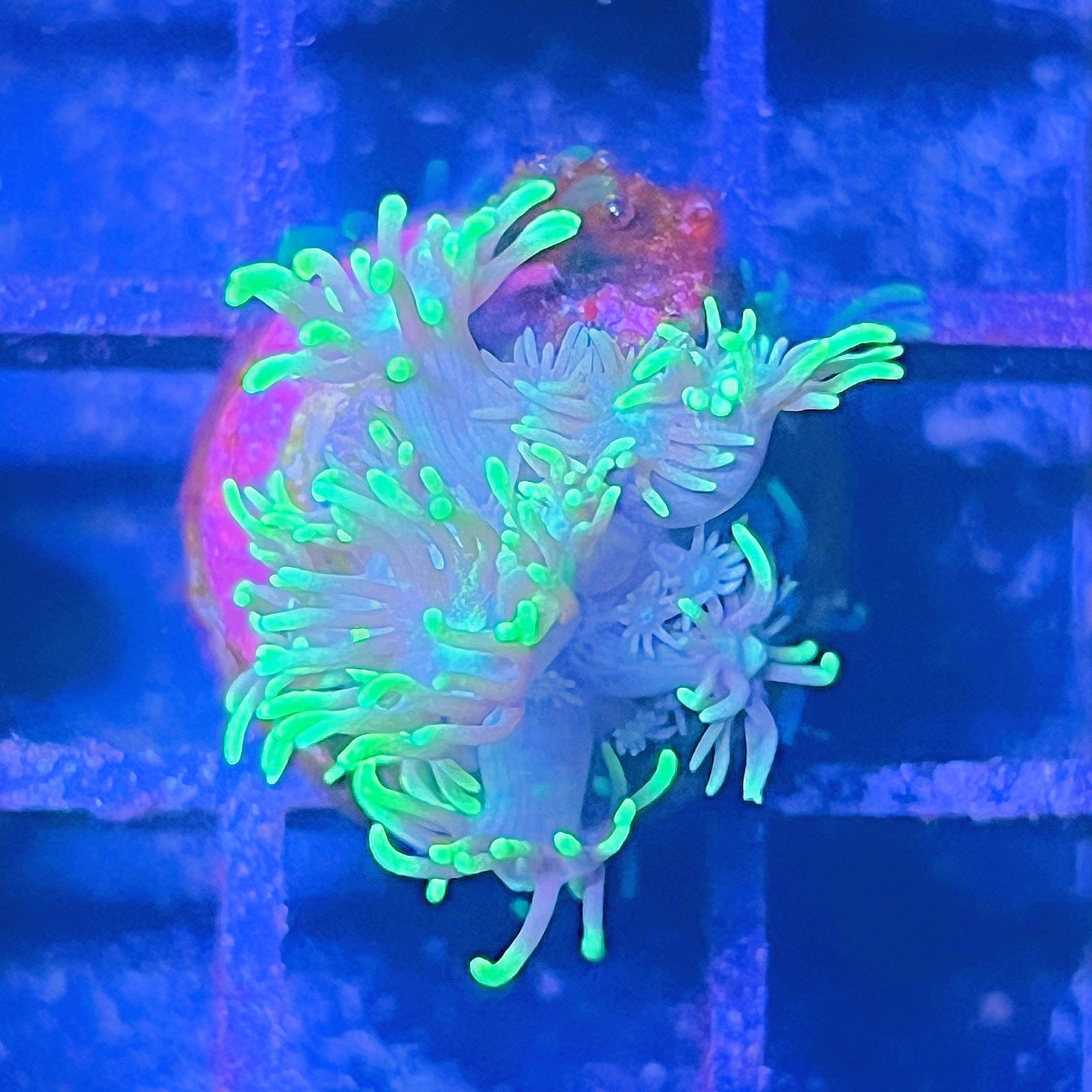 Neón Goniopora