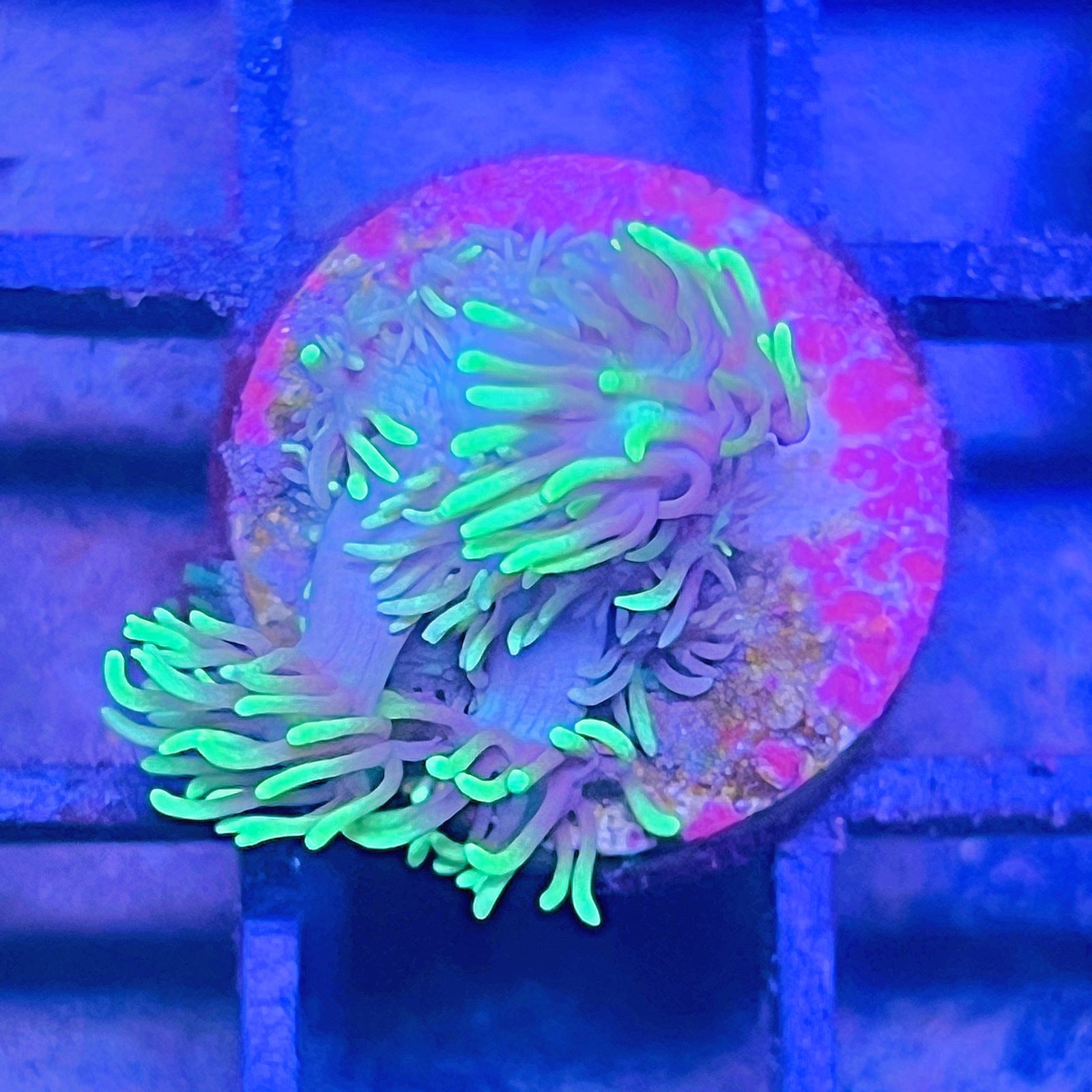 Neón Goniopora