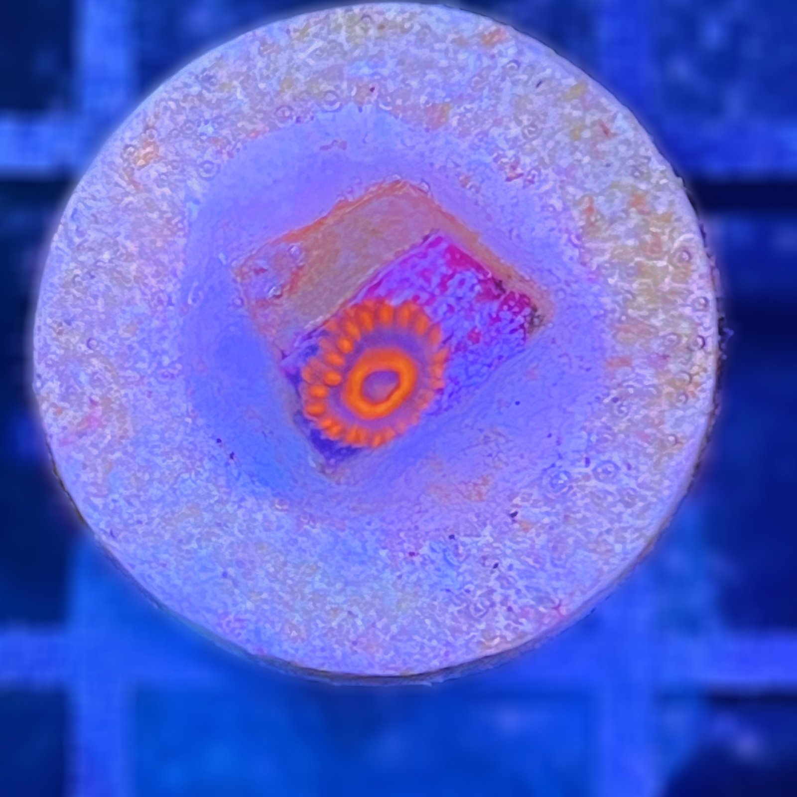 Orange Oxide Zoas