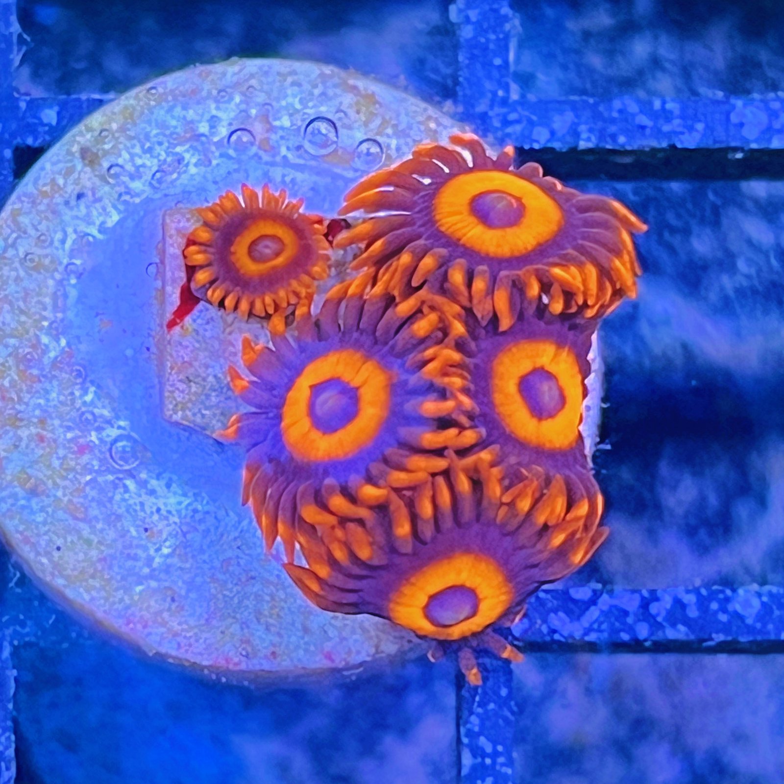 Orange Oxide Zoas