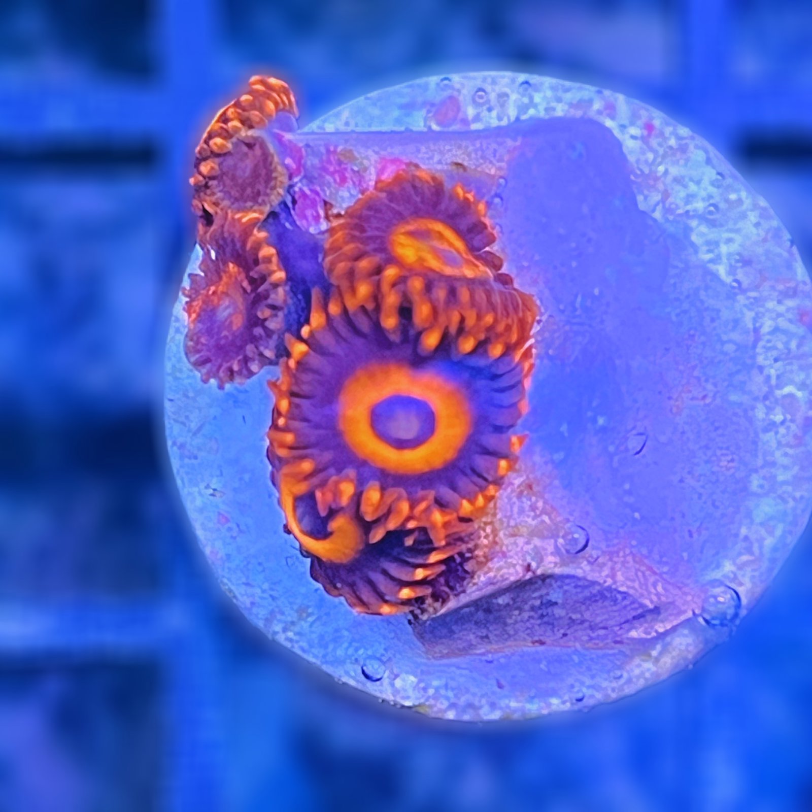 Orange Oxide Zoas