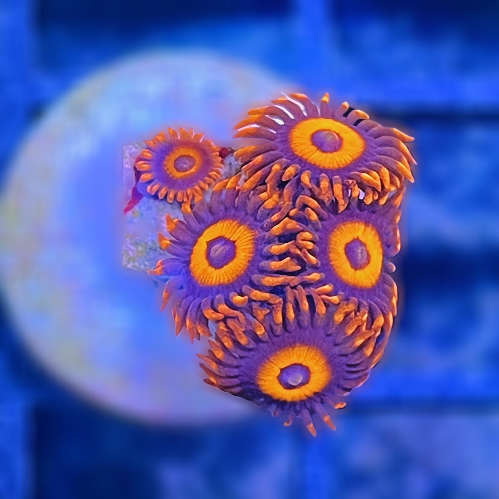 Orange Oxide Zoas